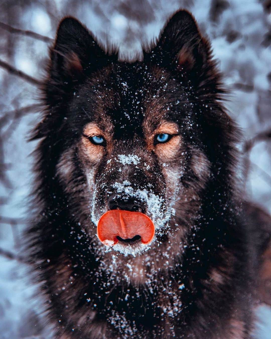 Canon Photographyのインスタグラム：「Tasty Friday Photography | @thehuskyjoey  Curated @ianharper」