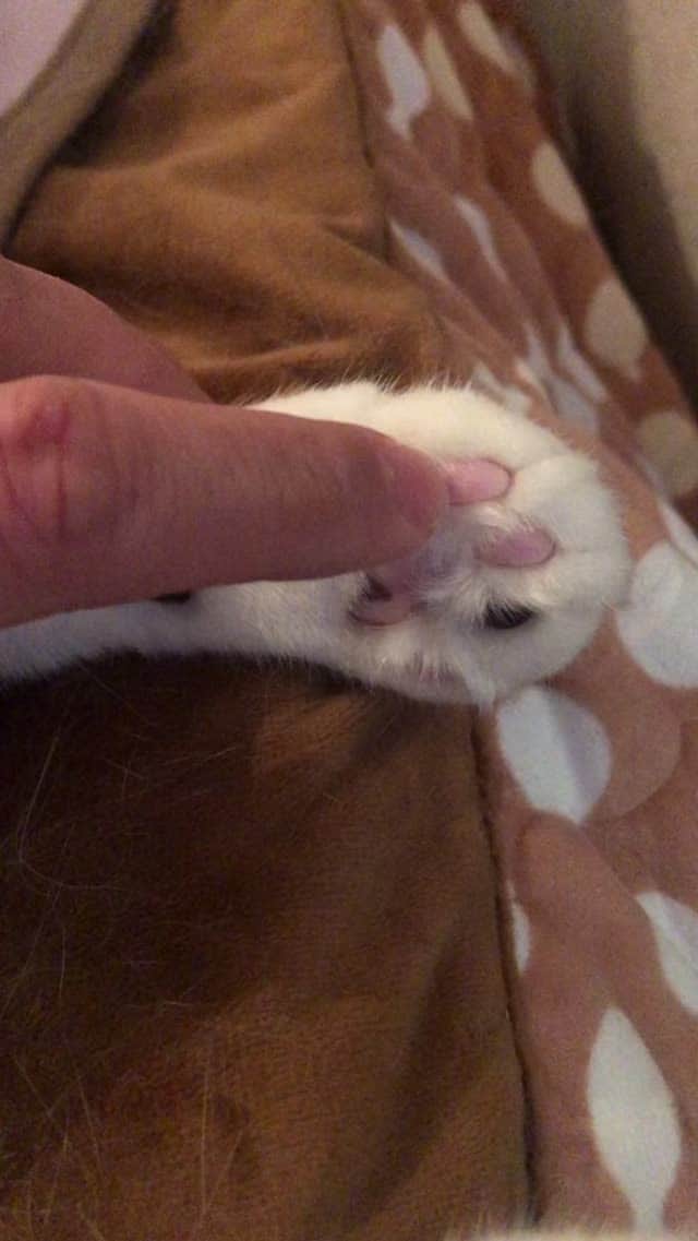 コテツのインスタグラム