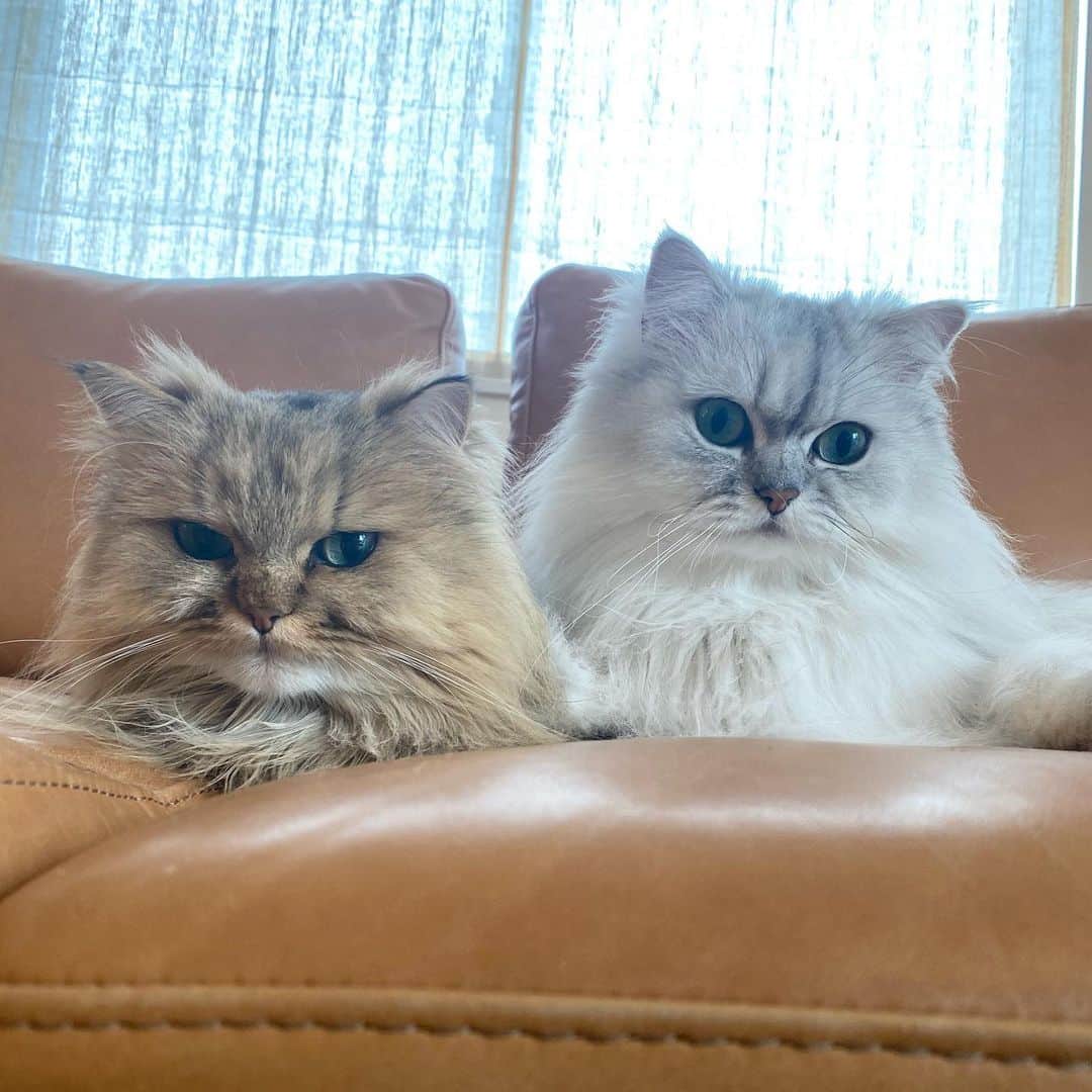 兄弟猫と私と夫の2トムのまいにちのインスタグラム：「題名.兄と弟 作.まさるこ アルミホイル賞 ※賞の準.金銀銅....アルミホイル  #逆光 #カメラレンズ汚れとるやろ #アルミホイルは50円と安くて多様に使えるけど燃えないゴミで扱いなかなか難しいのよ、ミルクボーイ風  cat#cats#pet#catsofinstagram#catstagram#catstagram_japan#instacat#cutecat#cutepetclub#bestcats#world_kawaii_cat#catoftheday#meow#bestmeow#TheDailyKitten#ねこ#ネコ#猫#ねこ部#ふわもこ部#pecoねこ部#みんねこ#チンチラ#チンチラゴールデン#チンチラシルバー#ペルシャ#みぃ豆#ふぅ豆」