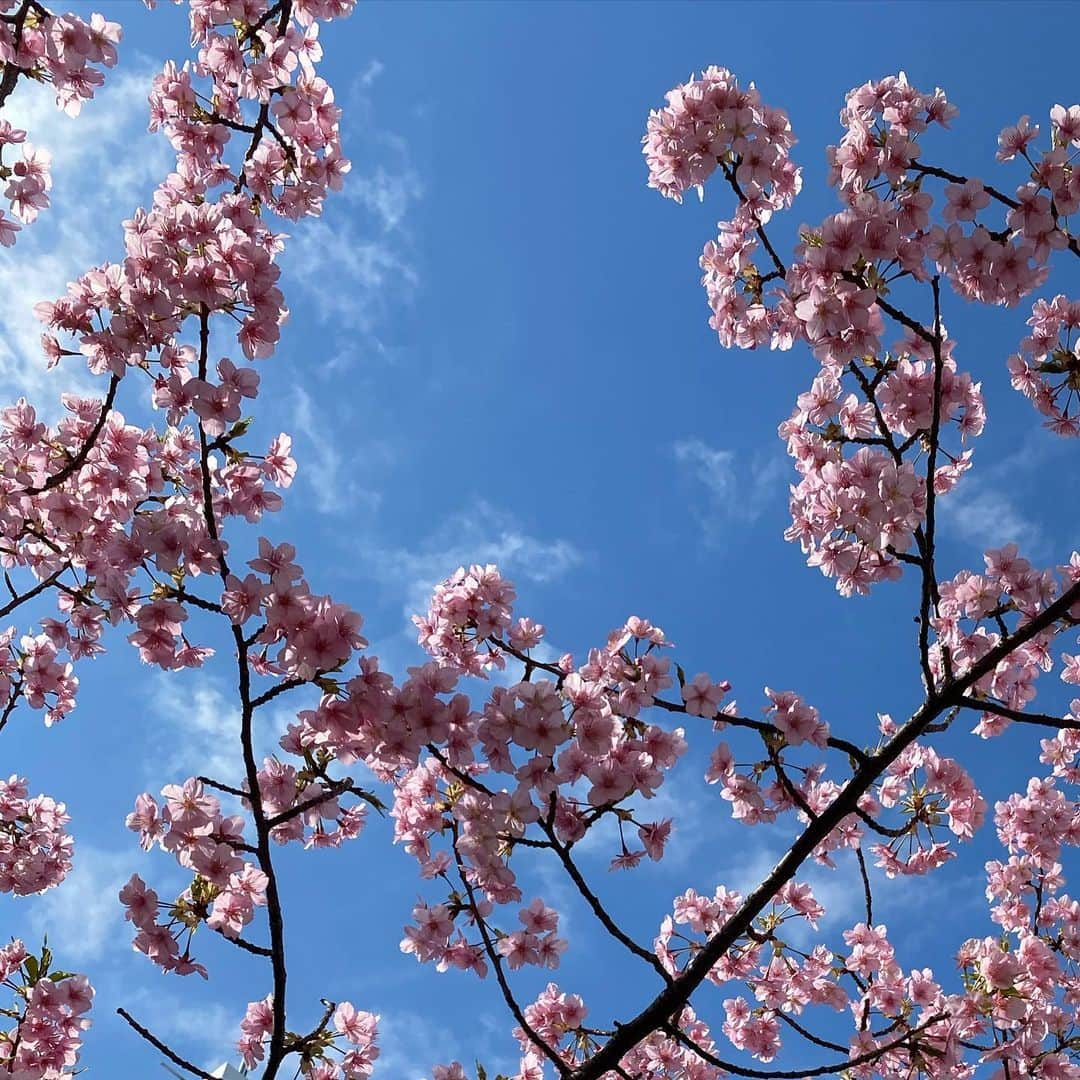 井上富美子さんのインスタグラム写真 - (井上富美子Instagram)「昨日みた河津桜  空気は冷たいけれど 春はすぐそこに  #河津桜 #春よ来い #早く来い #ピンク #空が好き」2月26日 9時38分 - fumi_ino1222