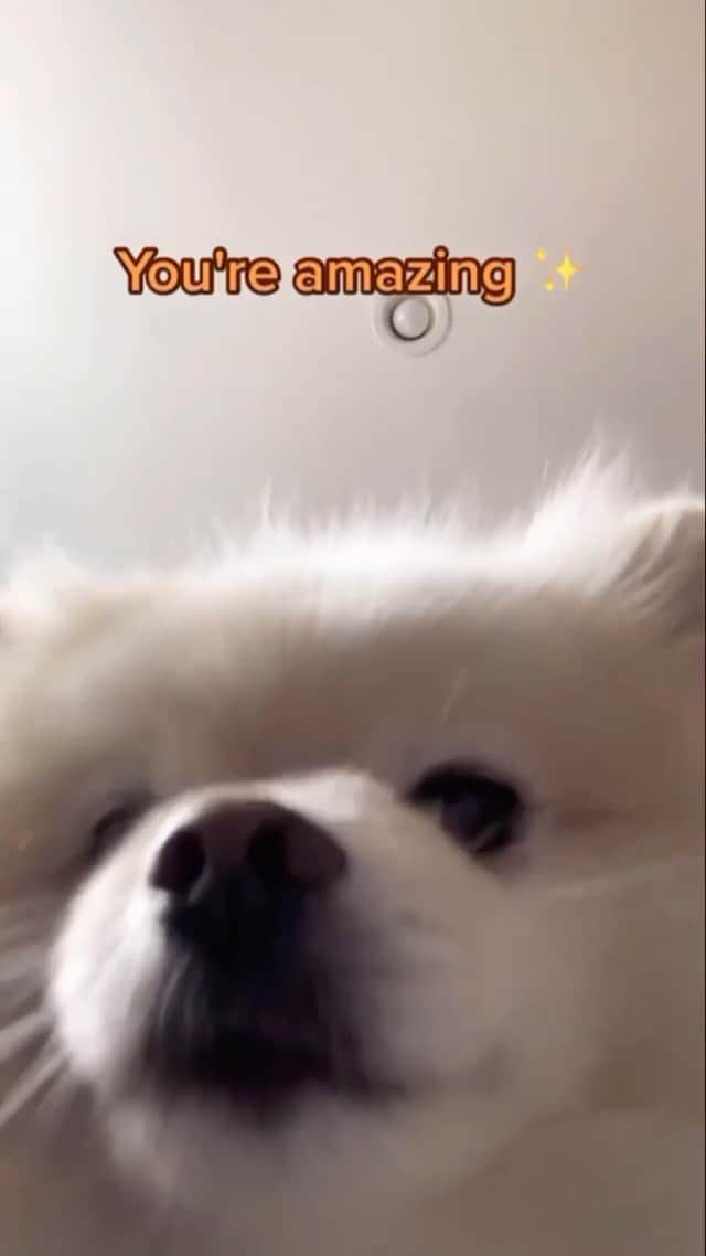 DogsOf Instagramのインスタグラム：「“Send this to your best friend ✨” — @maxi.pomeranian   🎶: @daftpunk Around the World   #dogsofinstagram #heyyoureamazing #youreamazing #mansbestfriend」