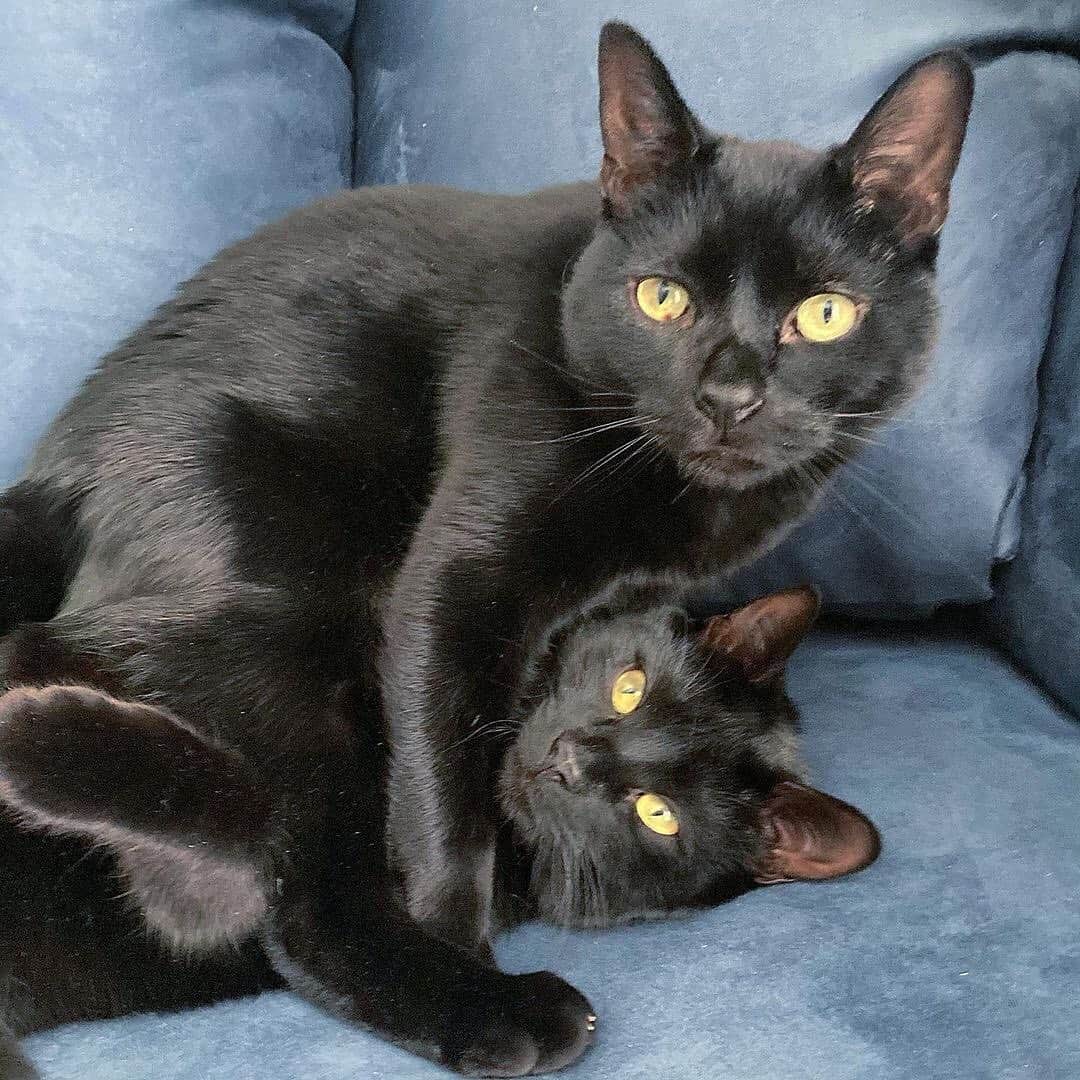 The Cats Of Instagramのインスタグラム：「#Repost • @mischief_managed_nox_ What?😇😈」