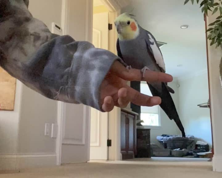キーシャ・エップスのインスタグラム：「A boy & his bird 🦅   Although it’s short, you gotta see how cool this is. It was a race lol  They truly have a beautiful bond #AnimalWhisperer」
