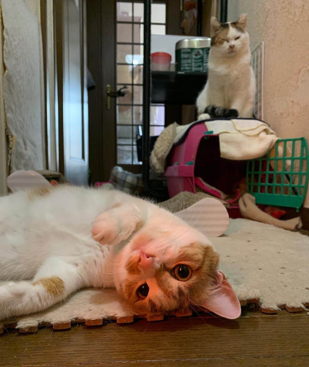 Kachimo Yoshimatsuのインスタグラム：「ミケ子姉さんも、ここでゴロンしましょうよ。 #うちの猫ら #猫 #mikeko #oinari #赤いしゅとーぶ #ねこ #cat #ネコ #catstagram #ネコ部 http://kachimo.exblog.jp」
