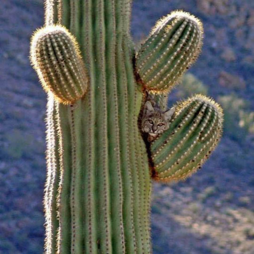 アメリカ内務省さんのインスタグラム写真 - (アメリカ内務省Instagram)「The ultimate scratching post! 🐱🌵 This bobcat is barely noticeable nestled in the saguaro cactus. Look closely. Look again. It's a great lesson from the sights and sounds of Organ Pipe Cactus National Monument in #Arizona. Closer inspection of this mesmerizing habitat reveals a thriving community of plants and animals. Photo by National Park Service. #usinterior」2月26日 10時00分 - usinterior