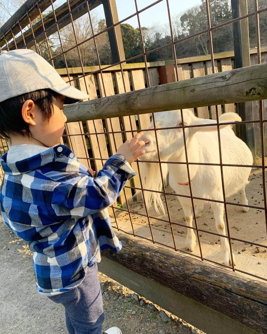 藤田志穂さんのインスタグラム写真 - (藤田志穂Instagram)「カメラ嫌いな息子の、貴重なご機嫌ショット😂📸 ・ カメラ向けると、大抵嫌がって逃げるか攻撃してくるのは何故🤣 ・ そして 何度も紹介している我が家の大好きな東京ドイツ村🇩🇪 ・ この日は 最近、テレビで紹介されてたらしく、ここ最近の休日でもとても混んでた😳 ・ 混んでたと言っても、かなりの広さがあるので、遊園地や遊具を離れれば家の近場の公園よりも全然密ではないけれど😂 ・ 我が家はひと通り遊んだら、動物園エリアに寄ってから帰るのが定番です😋 ・ そして 最近になって、ワンちゃんを怖がるようになったんだけど、ヤギやヒツジへの餌やりは余裕な息子🤔 ・ 旦那の遺伝子の影響か、餌あげる度に手を拭いたり、パンツの裾が少しでも上がるだけで気にしたり、テーブル汚れたらすぐ拭いたり。。。 ・ 微妙な几帳面さが、最近はよく目立つなぁ👦 ・ 洋服は果てしなく汚すくせに 👦「あー、かーちゃんみてー、よごれちゃったー」と報告してくるのがお決まりです😑 ・ #東京ドイツ村 #動物園 #餌やり #珍しく笑顔が撮れた  #カメラ嫌い #犬アレルギー #柵があれば大丈夫らしい  #サユリワールド #リベンジしたい #我が家の #ちびっこジャイアン #特技は #自分でやったくせに #人にやられた感 #出してくること」2月26日 10時03分 - shiho_fujita44