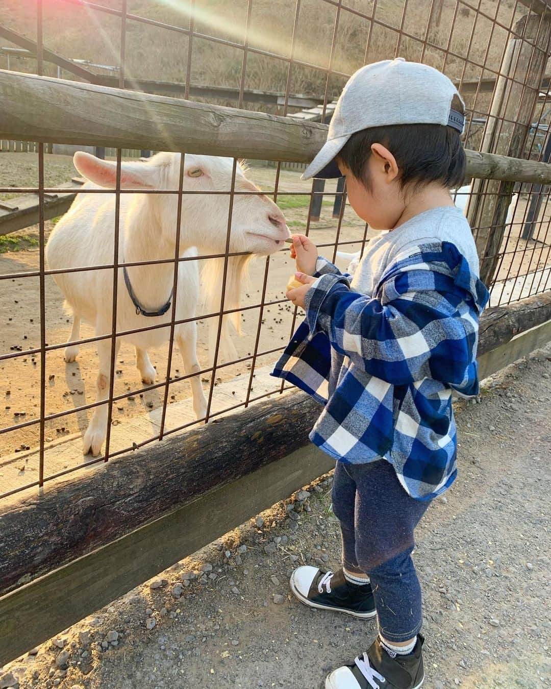 藤田志穂さんのインスタグラム写真 - (藤田志穂Instagram)「カメラ嫌いな息子の、貴重なご機嫌ショット😂📸 ・ カメラ向けると、大抵嫌がって逃げるか攻撃してくるのは何故🤣 ・ そして 何度も紹介している我が家の大好きな東京ドイツ村🇩🇪 ・ この日は 最近、テレビで紹介されてたらしく、ここ最近の休日でもとても混んでた😳 ・ 混んでたと言っても、かなりの広さがあるので、遊園地や遊具を離れれば家の近場の公園よりも全然密ではないけれど😂 ・ 我が家はひと通り遊んだら、動物園エリアに寄ってから帰るのが定番です😋 ・ そして 最近になって、ワンちゃんを怖がるようになったんだけど、ヤギやヒツジへの餌やりは余裕な息子🤔 ・ 旦那の遺伝子の影響か、餌あげる度に手を拭いたり、パンツの裾が少しでも上がるだけで気にしたり、テーブル汚れたらすぐ拭いたり。。。 ・ 微妙な几帳面さが、最近はよく目立つなぁ👦 ・ 洋服は果てしなく汚すくせに 👦「あー、かーちゃんみてー、よごれちゃったー」と報告してくるのがお決まりです😑 ・ #東京ドイツ村 #動物園 #餌やり #珍しく笑顔が撮れた  #カメラ嫌い #犬アレルギー #柵があれば大丈夫らしい  #サユリワールド #リベンジしたい #我が家の #ちびっこジャイアン #特技は #自分でやったくせに #人にやられた感 #出してくること」2月26日 10時03分 - shiho_fujita44