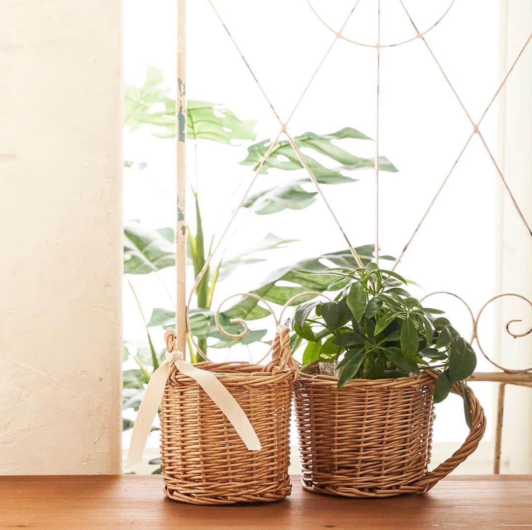 salut!のインスタグラム：「━━━━━━━━━━━━━━━  #観葉植物  #観葉植物インテリア  #観葉植物のある暮らし   ━━━━━━━━━━━━━━━  salut!では観葉植物と一緒に使えるポットカバーを多数ご用意しております𓇬𓂂𓈒  店舗限定で 観葉植物の販売も行っておりますよ𓂃𓈒  是非チェックしてみてくださいね。  ※店舗により在庫数が異なります。 ご来店の前にお近くの店舗までご確認くださいますようお願い致します。  #サリュ #salut #まいにちインテリア  #観葉植物初心者 #観葉植物のある生活 #観葉植物好き #観葉植物好きな人と繋がりたい  #プチプラ #プチプラ雑貨 #プチプラインテリア #プチプラ小物 #プチプラ通販  #インテリア雑貨 #インテリア小物 #インテリア  #ナチュラルな暮らし #ナチュラルインテリア #ナチュラルコーデ #ナチュラル　#smileispower_pal」