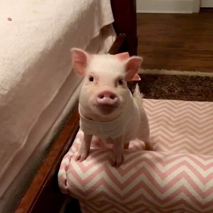 のインスタグラム：「People often ask how we get on the bed. Well, here ya go!🛏🐷🐶#WhenPigsFly! #tbt #Pigtailthepug #PoseyandPink #PrissyandPop」
