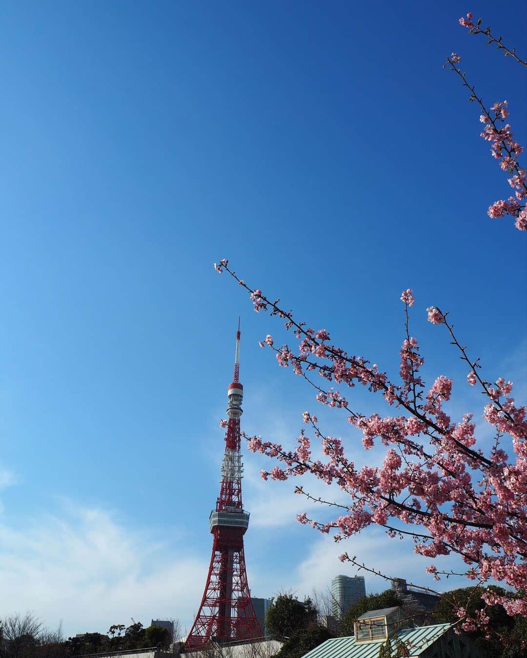 田井弘子さんのインスタグラム写真 - (田井弘子Instagram)「今日は、東京は　 #曇り空　肌寒いですね。  こちらは、 #デジいち での昨日の写真  上手な構図なかなか難しいですよね」2月26日 10時14分 - hirokotai