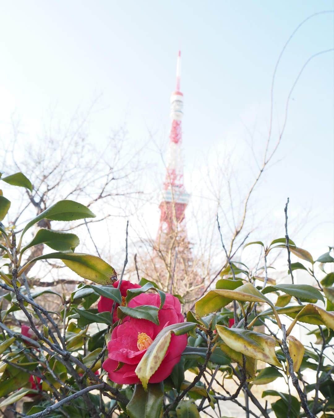 田井弘子さんのインスタグラム写真 - (田井弘子Instagram)「今日は、東京は　 #曇り空　肌寒いですね。  こちらは、 #デジいち での昨日の写真  上手な構図なかなか難しいですよね」2月26日 10時14分 - hirokotai