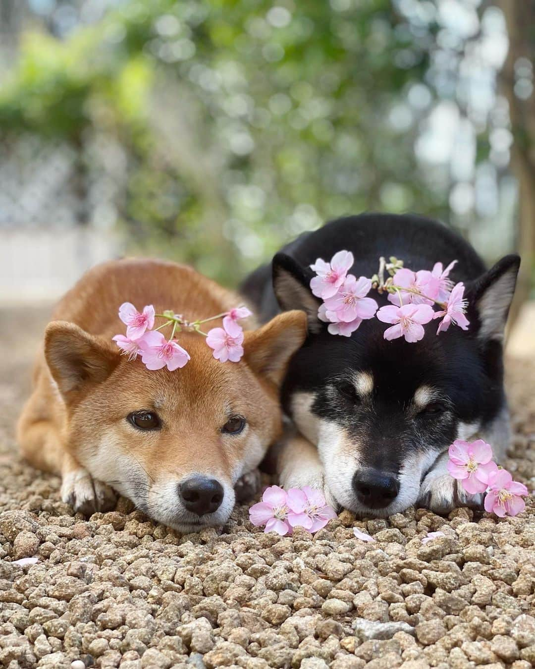 黒柴みくさんのインスタグラム写真 - (黒柴みくInstagram)「* 庭の河津桜と〜🐻🦊🌸 * 河津桜や菜の花を見にお出かけしてるお友だち、いいな〜と横目で見てます😆 ソメイヨシノはどこかに見に行きたいな〜♫ * * #河津桜 #みくりな頭乗せ #お花柴女子くらぶ #犬と花 * * #柴犬 #黒柴 #赤柴 #柴 #shiba #barked #9gag #thedailyshibainu #shibainu #shibagram #しばいぬ #柴犬大好き #柴犬部 #shibamania #柴犬マニア#柴犬のいる暮らし #柴犬生活 #shibastagram #しばいぬだいすき #癒しわんこ #多頭飼い犬 * * #黒柴みく Miku 🐻 8 years old ❤︎girl #柴犬りな Rina 🦊 2 year old ❤︎girl  #みくりな202102 2021.2.26㊎」2月26日 10時19分 - 9648miku