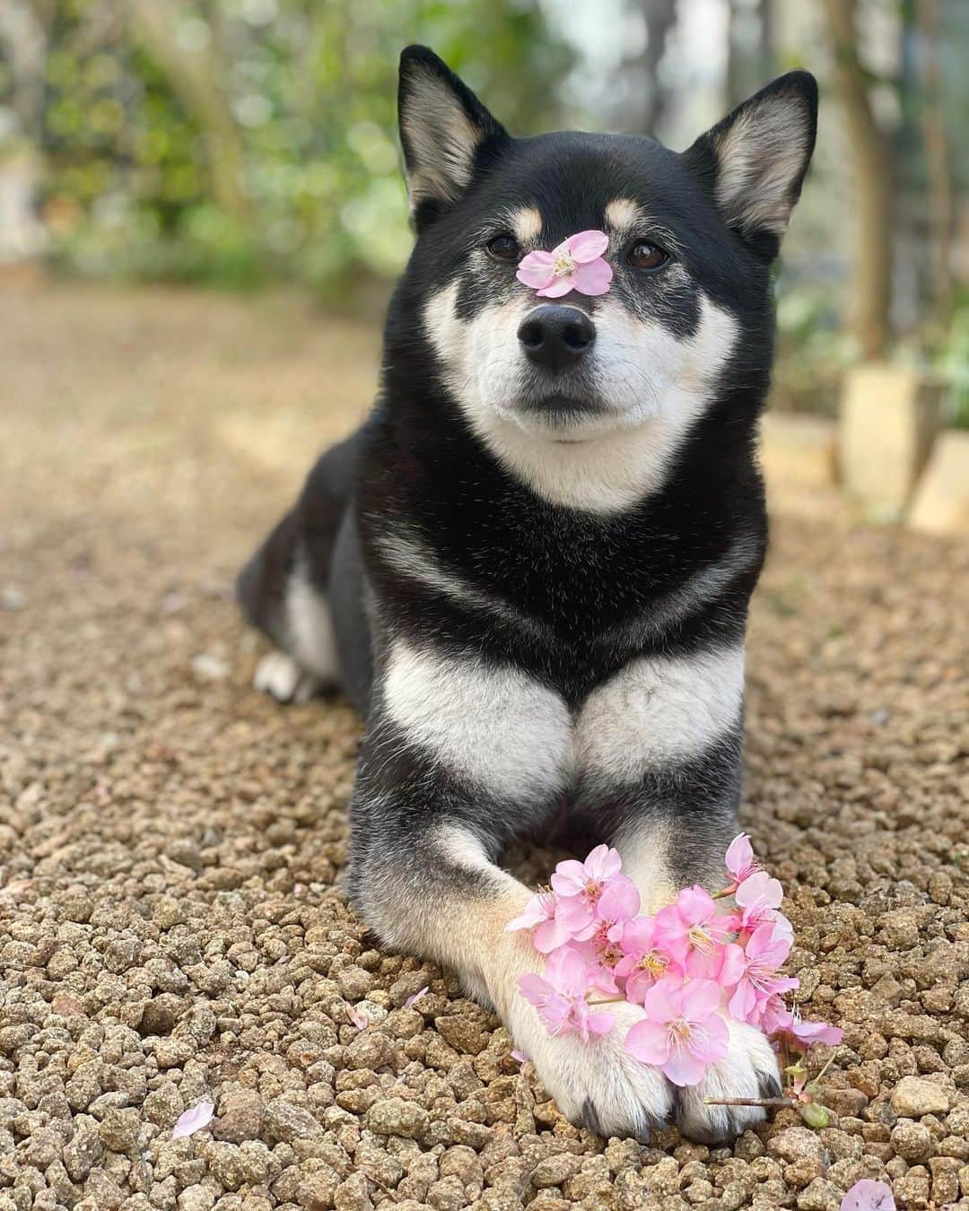 黒柴みくさんのインスタグラム写真 - (黒柴みくInstagram)「* 庭の河津桜と〜🐻🦊🌸 * 河津桜や菜の花を見にお出かけしてるお友だち、いいな〜と横目で見てます😆 ソメイヨシノはどこかに見に行きたいな〜♫ * * #河津桜 #みくりな頭乗せ #お花柴女子くらぶ #犬と花 * * #柴犬 #黒柴 #赤柴 #柴 #shiba #barked #9gag #thedailyshibainu #shibainu #shibagram #しばいぬ #柴犬大好き #柴犬部 #shibamania #柴犬マニア#柴犬のいる暮らし #柴犬生活 #shibastagram #しばいぬだいすき #癒しわんこ #多頭飼い犬 * * #黒柴みく Miku 🐻 8 years old ❤︎girl #柴犬りな Rina 🦊 2 year old ❤︎girl  #みくりな202102 2021.2.26㊎」2月26日 10時19分 - 9648miku