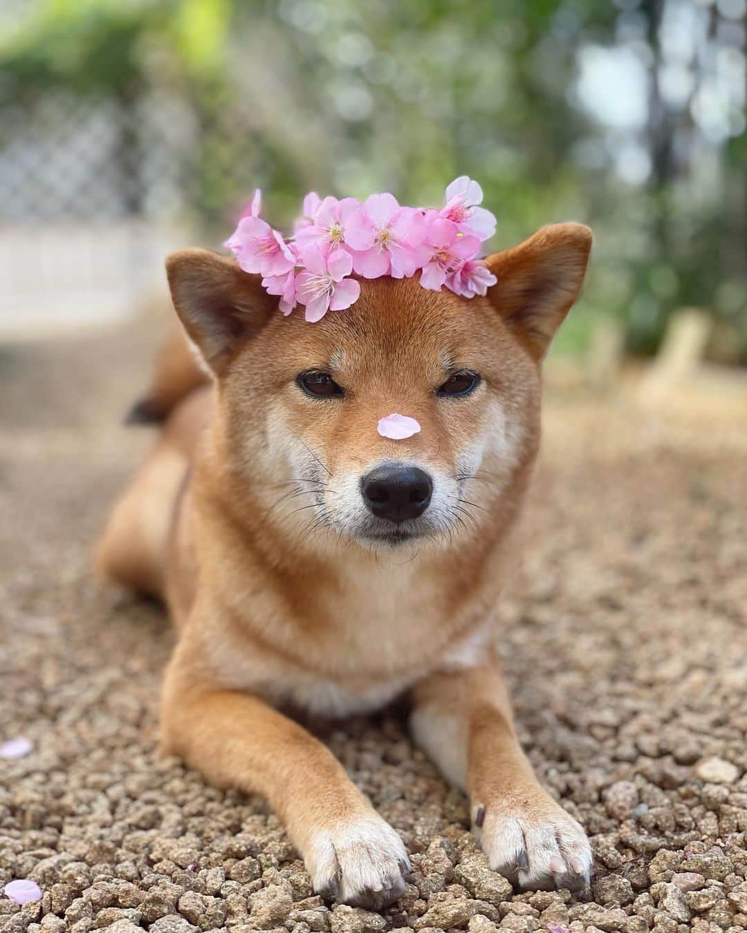 黒柴みくさんのインスタグラム写真 - (黒柴みくInstagram)「* 庭の河津桜と〜🐻🦊🌸 * 河津桜や菜の花を見にお出かけしてるお友だち、いいな〜と横目で見てます😆 ソメイヨシノはどこかに見に行きたいな〜♫ * * #河津桜 #みくりな頭乗せ #お花柴女子くらぶ #犬と花 * * #柴犬 #黒柴 #赤柴 #柴 #shiba #barked #9gag #thedailyshibainu #shibainu #shibagram #しばいぬ #柴犬大好き #柴犬部 #shibamania #柴犬マニア#柴犬のいる暮らし #柴犬生活 #shibastagram #しばいぬだいすき #癒しわんこ #多頭飼い犬 * * #黒柴みく Miku 🐻 8 years old ❤︎girl #柴犬りな Rina 🦊 2 year old ❤︎girl  #みくりな202102 2021.2.26㊎」2月26日 10時19分 - 9648miku