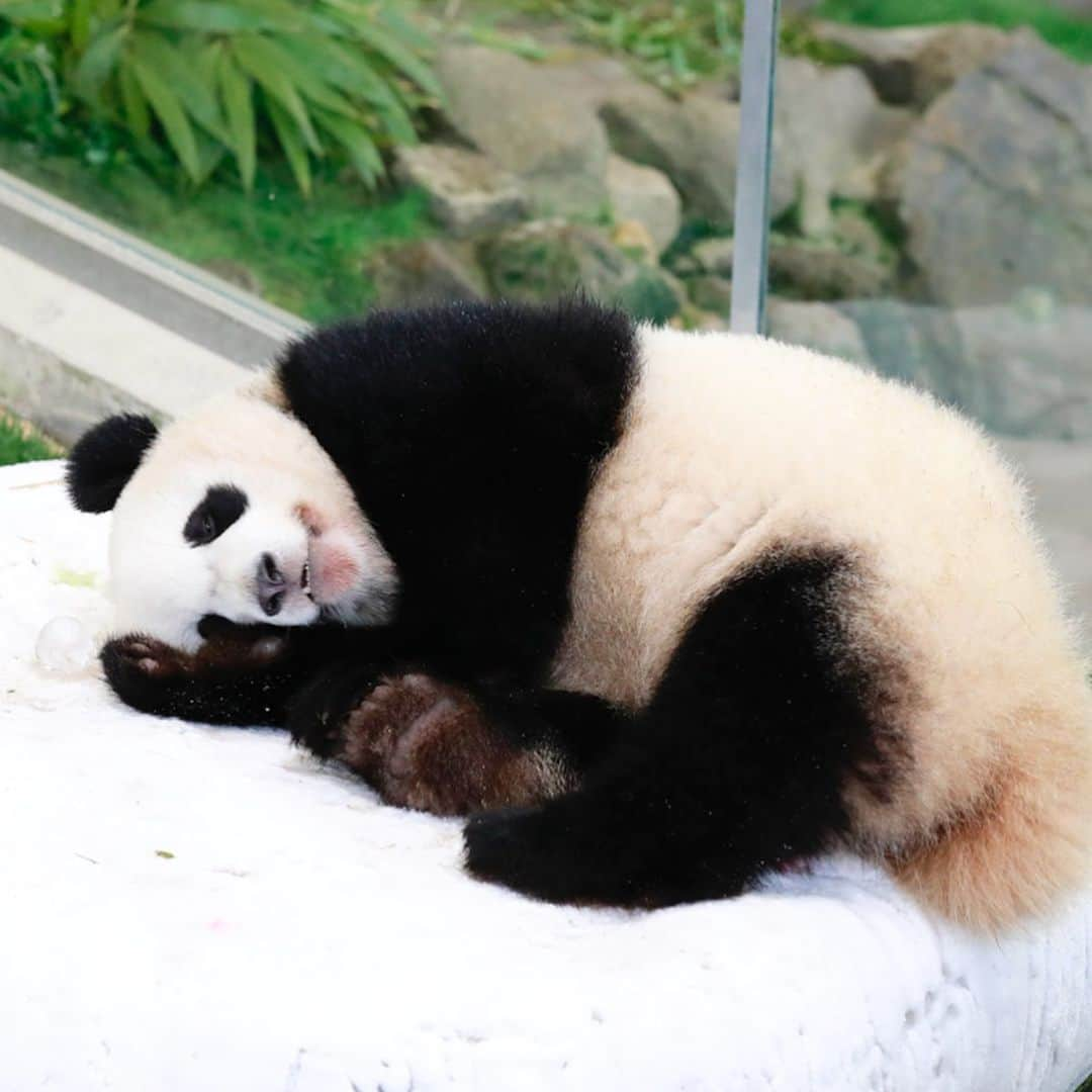 パンダ（白浜）さんのインスタグラム写真 - (パンダ（白浜）Instagram)「#結浜 on ice in pandalove  🐼😊🐼 #photography #adventureworld #アドベンチャーワールド #ADVENTUREWORLDPANDAS #baby #HELLOLITTLE #pandamental #hellopanda #ハローリトル #ハローパンダ #パンダグラビア #パンダ　and #panda #pandababy 🐼🐼🐼」2月26日 10時25分 - hellopanda_book