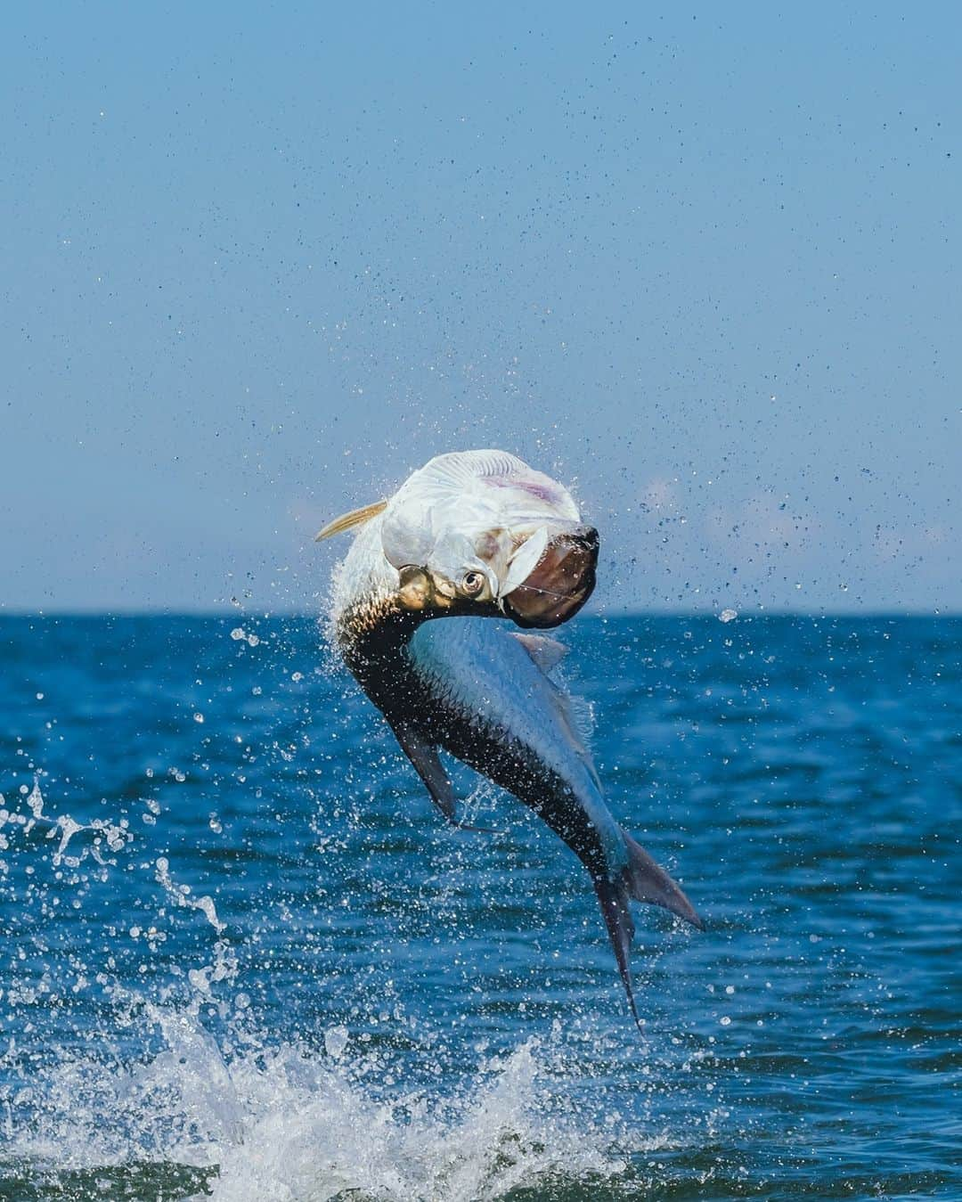 Costa Sunglassesさんのインスタグラム写真 - (Costa SunglassesInstagram)「Bow to the king. 📷: @austincoit #SeeWhatsOutThere」2月26日 10時33分 - costasunglasses