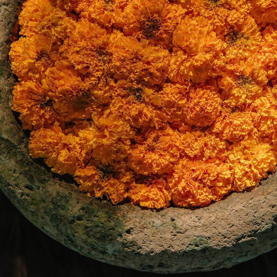 ジョン ハーディーのインスタグラム：「Marigolds around our artisan compound in Bali—a sign that Spring is on its way.  #JohnHardy」