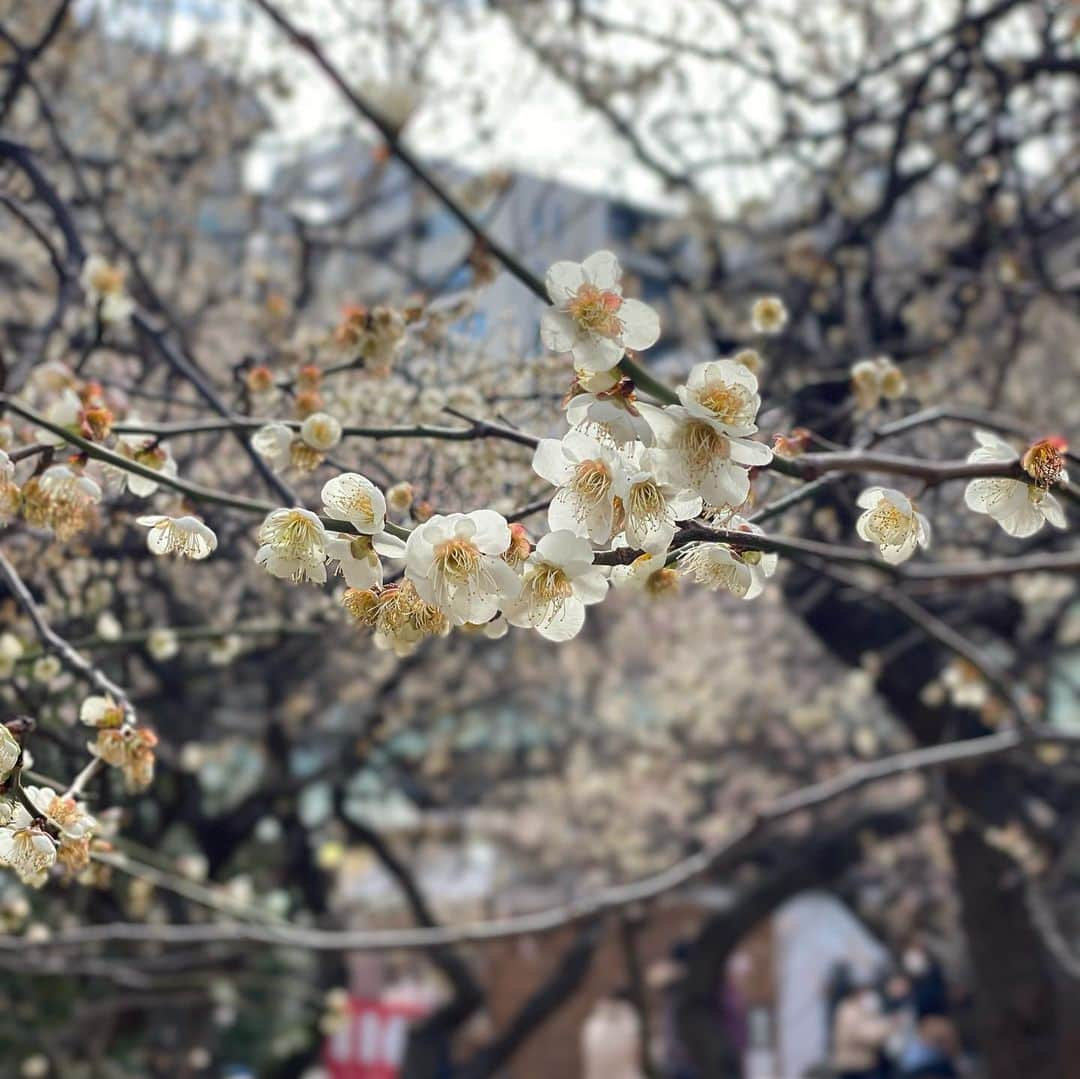 徳重杏奈さんのインスタグラム写真 - (徳重杏奈Instagram)「🌸﻿ 梅が気持ちよさそう。﻿ ﻿ 今年の桜も楽しみですね。﻿ ﻿ みんなの思いも届きますように🙏🌸﻿ ﻿ ﻿ ﻿ #学問の神様 #湯島天神 #合格祈願 #梅 #アナウンサー #徳重杏奈﻿」2月26日 10時48分 - anna.tokushige