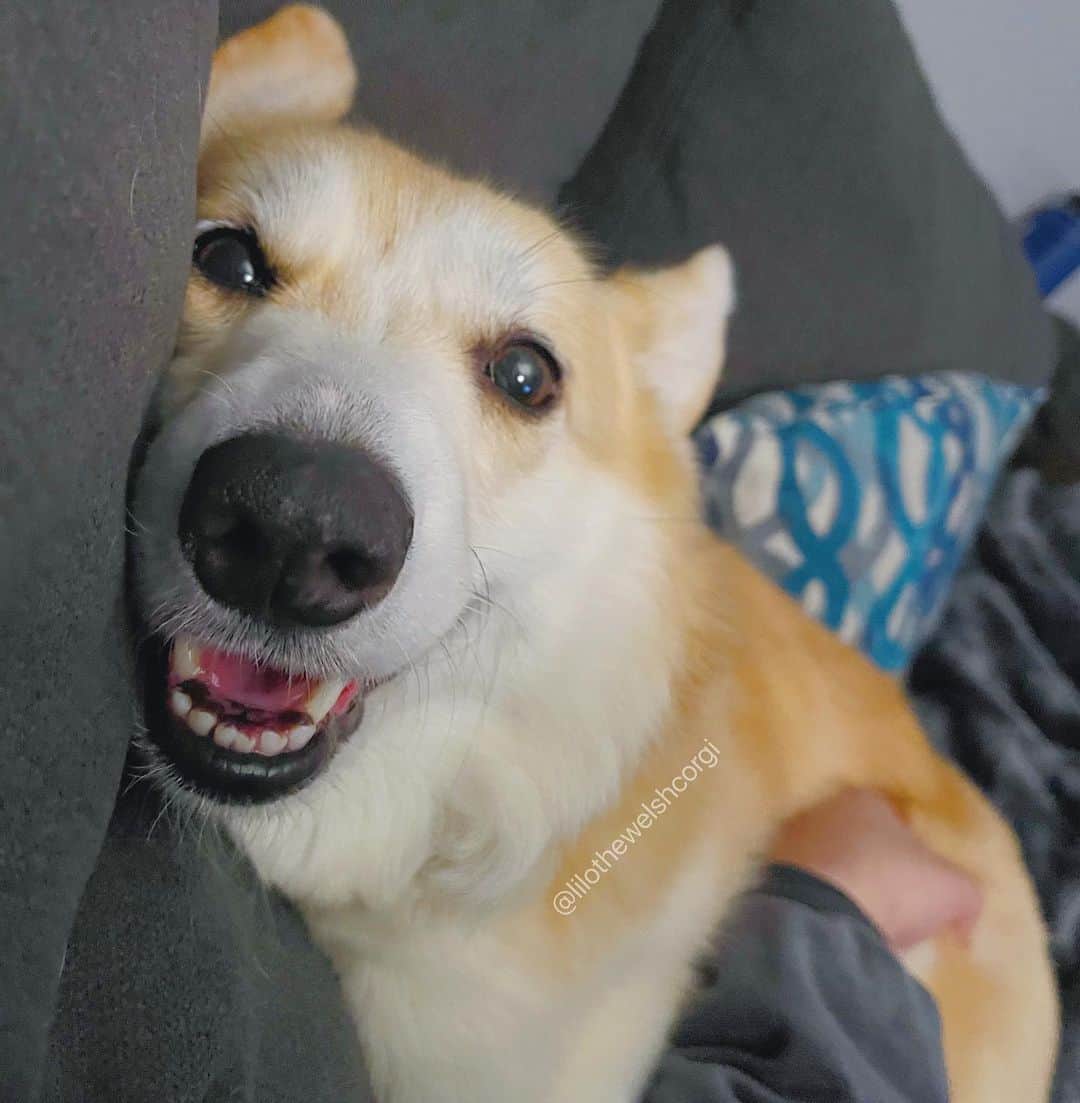 Liloのインスタグラム：「POV if you snuggle me #boopmynose #boopthesnoot」