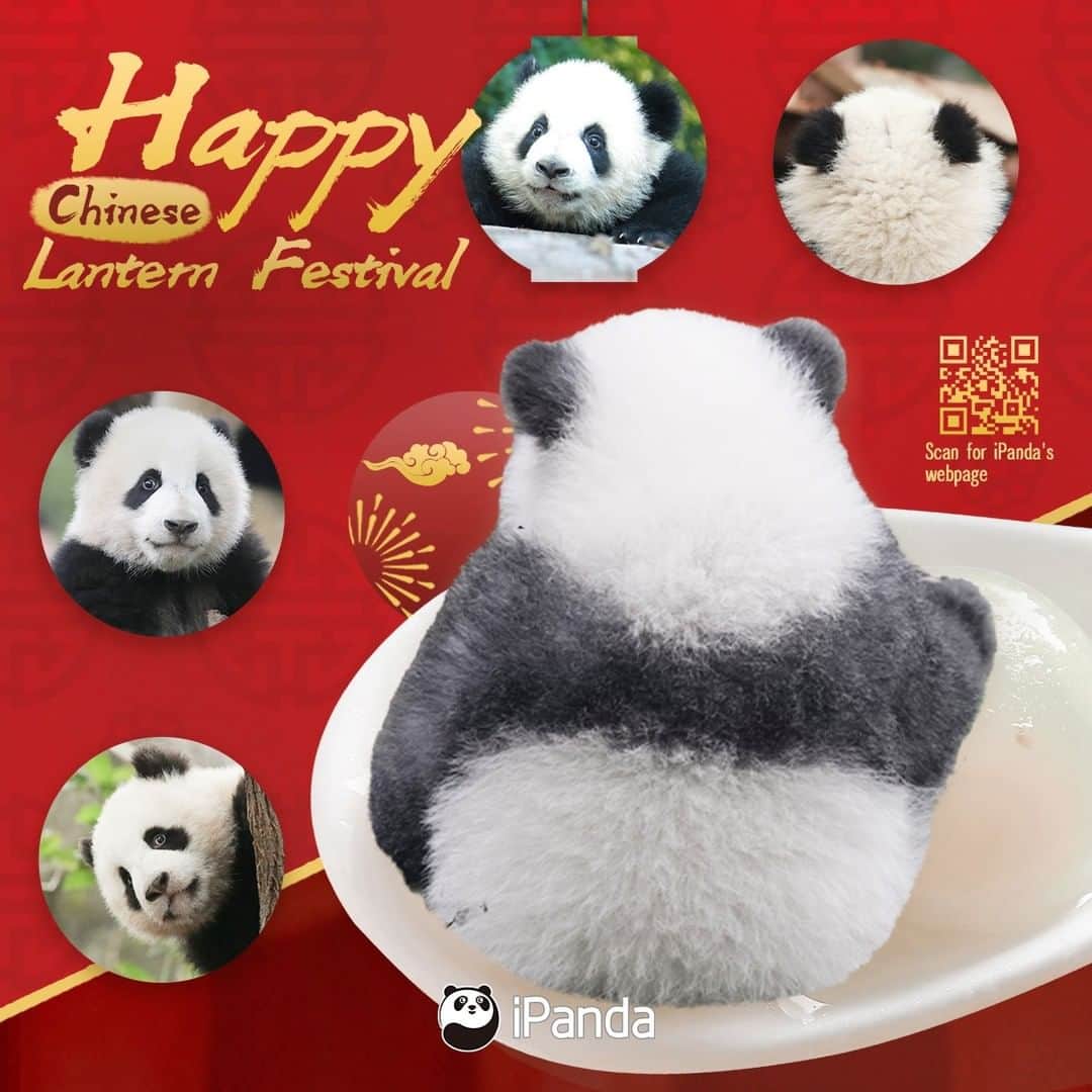 iPandaさんのインスタグラム写真 - (iPandaInstagram)「Rumor has it that we pandas look like sesame-flavored rice dumplings, a traditional food for Lantern Festival. In that case, we are pleased to send the sweetest wishes to all panda-lovers, happy Chinese Lantern Festival! 🥣🥣🥣 🐼 🐼 🐼 #Panda #iPanda #Cute #ChineseCulture #HappyChineseNewYear #LanternFestival #PandaPic」2月26日 11時00分 - ipandachannel