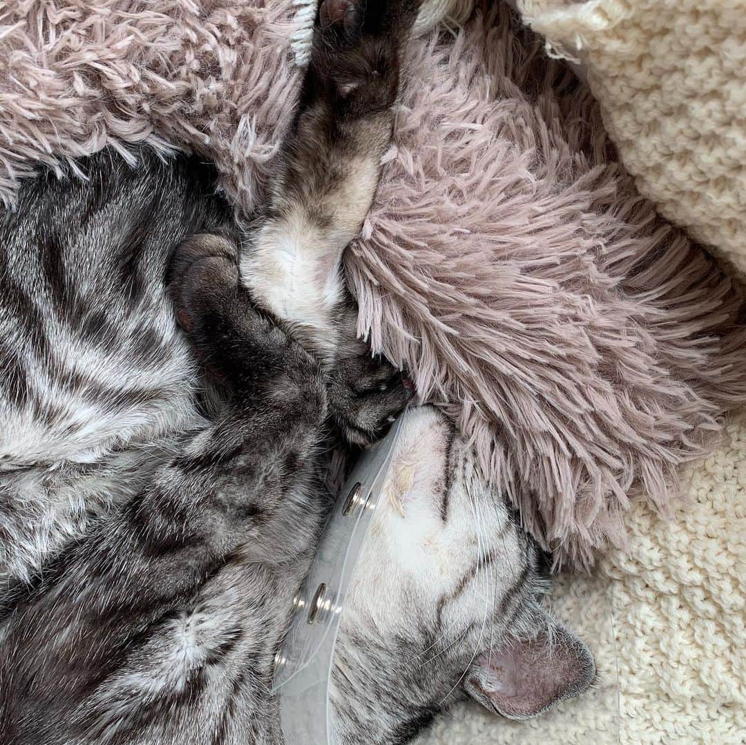 佐藤朱さんのインスタグラム写真 - (佐藤朱Instagram)「#埋もれたい  顔を布団にうずめて寝たい銀シャリ  カーラーで 自分で潜り込めなくなって 掛けてあげると起きた時出られない  もふもふクッションのおかげで 幸せになれました💓  #銀シャリ #猫 #13歳  #今日もありがとう  #痛いの痛いの飛んでいけ  #大好きよ #japan #tokyo #cat #mylove #lifeisbeautiful  #prayformycat」2月26日 11時08分 - akechi516