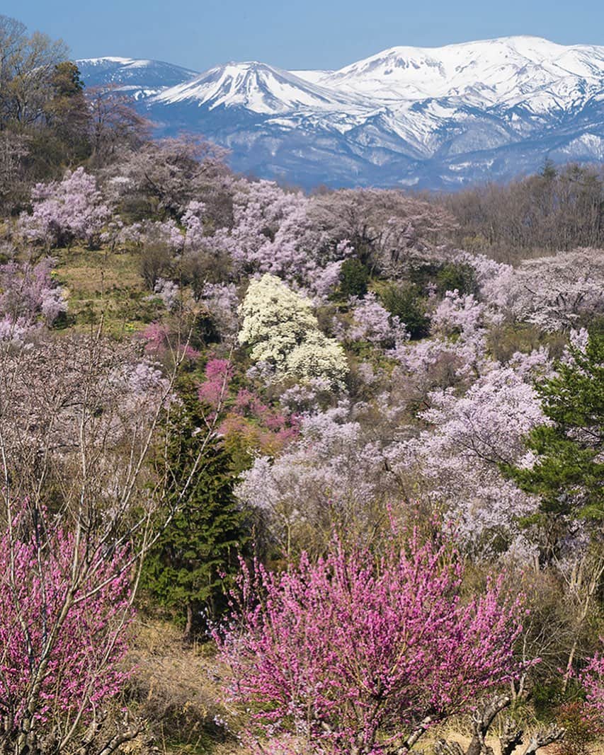 Rediscover Fukushimaさんのインスタグラム写真 - (Rediscover FukushimaInstagram)「Did you know there is a whole mountain that is dedicated to viewing flowers in Fukushima? 😍✨  Hanamiyama (flower-viewing mountain) is a privately owned and managed woodland hill area that is filled with gorgeous flowers every Spring!✨💐✨  In 1959, the land-owner generously opened up the area for visitors to enjoy the gorgeous flowers! 🥰 From the bottom of the hill to the top, you can enjoy a one hour stroll through seemingly endless flowers. To make it even better is the dramatic backdrop of the snow capped mountains offers a fantastic contrast to the beautiful flowers. 🌷🌹🌸🌼🌻   The park is located in South-east Fukushima City, so be sure to visit here and photograph this gorgeous flower park.📷💕 The mountains are still covered in snow when the flowers bloom, so visitors can enjoy a unique combination winter & spring trip. Go snow skiing on Saturday, then enjoy the flowers on Sunday. Anyone down?✨💐😎❄️✨  For more information, click the link in our bio and search “Hanamiyama” or visit our website by copy & pasting this link! ⬇️  https://fukushima.travel/destination/hanamiyama/10  Thanks for reading!   ( #Sakura #RomanticJapan #Fukushima #Fukushimagram #TravelFukushima #SakauraJapan #Japan #TravelJapan #Japanese #JapaneseCulture #TravelInJapan #Explore #Beautiful #BeautifulPlaces #BeautifulJapan #Explore #Travel #Japon #Japone #Giappone #Japonicastyle #CherryBlossoms #JapaneseCherryBlossoms #Hanami #Igers #Photooftheday #Hanamiyama #花見山 #Aizu #Spring )」2月26日 11時27分 - rediscoverfukushima