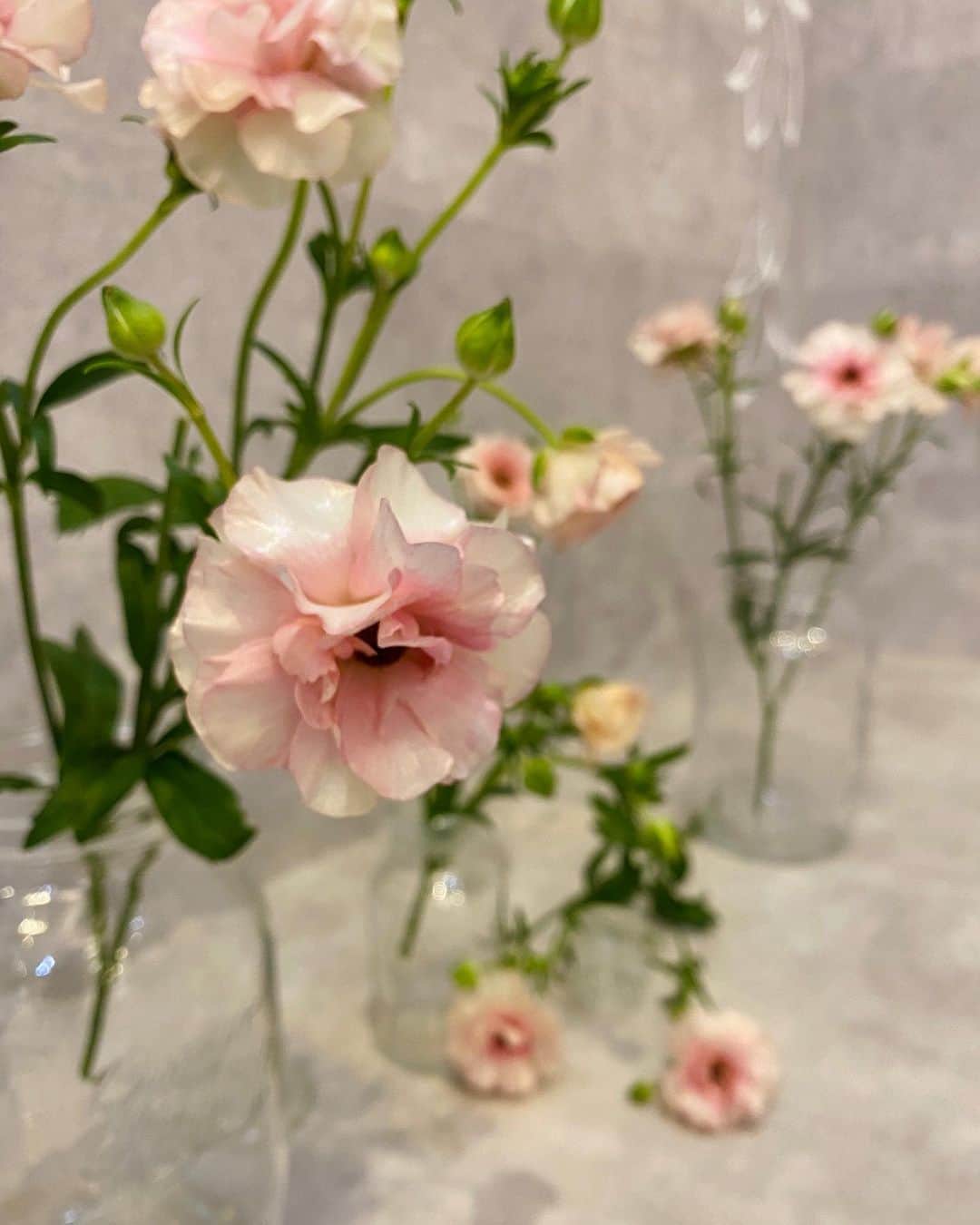 アルマリアンFUKUOKA　公式さんのインスタグラム写真 - (アルマリアンFUKUOKA　公式Instagram)「🌷🌷 【 #今週のお花 】🌷🌷  品種:ラナンキュラス［ラックスシリーズ］ 花言葉:とても魅力的、光輝を放つ ㅤㅤㅤㅤㅤㅤㅤㅤㅤㅤㅤㅤㅤ 花弁がシルクのように艶やかで光沢があり 照明やキャンドルの光が当たると さらに輝きを増すお花✨ ㅤㅤㅤㅤㅤㅤㅤㅤㅤㅤ いくつもの花と伸びやかな茎が クラッチやソファ席の装飾に大活躍です🛋✨ ㅤㅤㅤㅤㅤㅤㅤㅤㅤㅤㅤㅤㅤ #ラグナプリエ ではお客様ひとりひとりに デッサンを描き、オーダーメイド製作をしております。  特別な日には、特別な意味のあるものを。  　　ㅤㅤㅤㅤㅤㅤㅤㅤㅤㅤㅤㅤ …━━━━━━━━━━… ㅤㅤㅤㅤㅤㅤㅤㅤㅤㅤㅤㅤㅤ 　ブライダルフェアまたは 　オンライン相談会のご予約は 　プロフィールのURLより 　お待ちしております…♡ ㅤㅤㅤㅤㅤㅤㅤㅤㅤㅤㅤㅤㅤ …━━━━━━━━━━…  ㅤㅤㅤㅤㅤㅤㅤㅤㅤㅤㅤㅤㅤㅤㅤㅤㅤㅤㅤㅤㅤㅤㅤㅤㅤㅤ #almalienfukuoka  #アルマリアン福岡 #ウェディング #新生活準備 #令和婚 #2021春婚 #2021秋婚 #結婚式決行 #結婚式準備記録 #絆wedding #プレ花嫁さんと繋がりたい  #福岡花嫁 #美人花嫁図鑑 #エスクリ #アルマリ花嫁 #ウェディングブーケ #前撮りポーズ #結婚式 #福岡 #天神 #前撮り #weddingbouquet #お花のある暮らし #披露宴 #ウェディングフォト #marryxoxo #お花のある生活 #お花の定期便」2月26日 11時41分 - almalien_fukuoka
