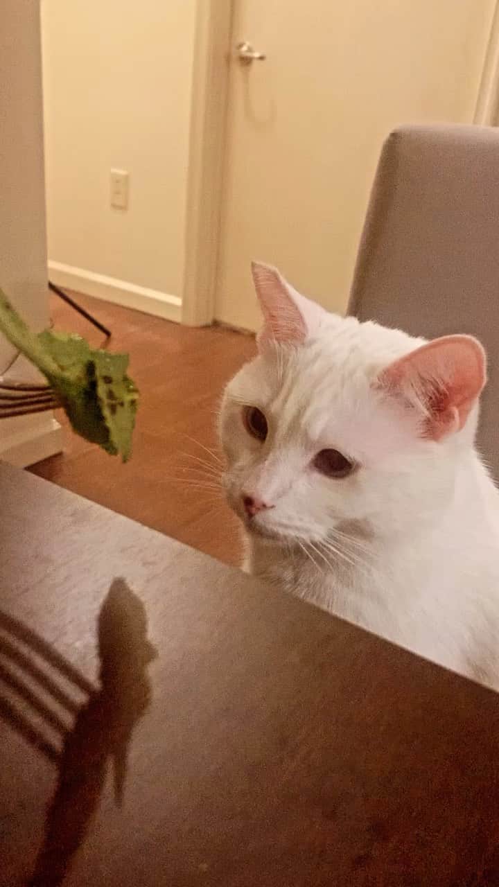 のインスタグラム：「Smudge Queen aka Patti doesn’t like salad either #smudgelord」