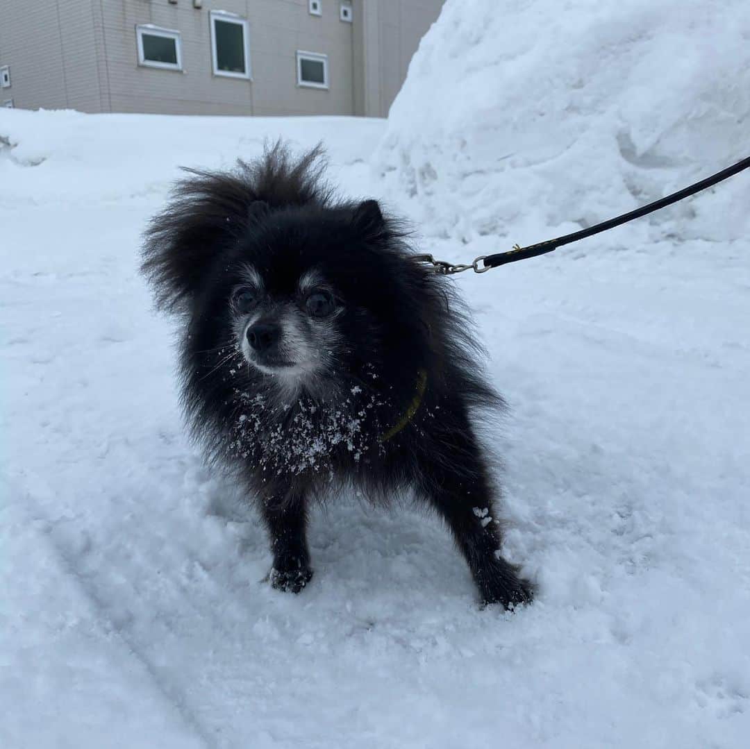 高坂友衣さんのインスタグラム写真 - (高坂友衣Instagram)「雪国青森の皆様へ質問。 青森で、犬連れて遊びに行ける屋内施設、どこかありませんか？🐶 . #もすけ日記 #ポメラニアン #黒ポメラニアン #pomeranian」2月26日 11時50分 - yui_kosaka828