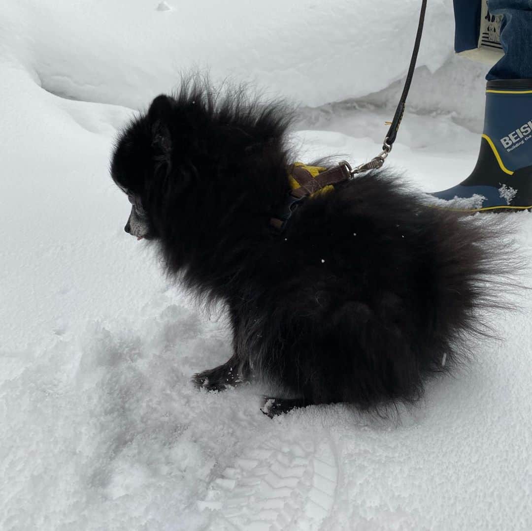 高坂友衣さんのインスタグラム写真 - (高坂友衣Instagram)「雪国青森の皆様へ質問。 青森で、犬連れて遊びに行ける屋内施設、どこかありませんか？🐶 . #もすけ日記 #ポメラニアン #黒ポメラニアン #pomeranian」2月26日 11時50分 - yui_kosaka828