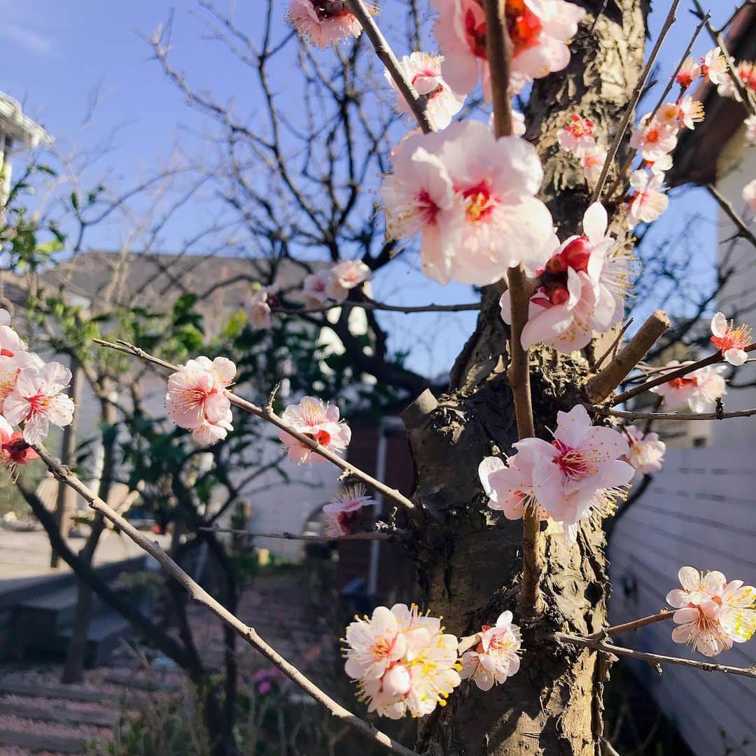 益子直美さんのインスタグラム写真 - (益子直美Instagram)「ユキヤナギのピンク。 かわいいなぁ💕  梅も満開で実をたくさん付けてくれそう！『食用梅)  #garden  #gardening  #庭  #春よ来い  #ユキヤナギ  #梅」2月26日 11時53分 - naomi.masuko