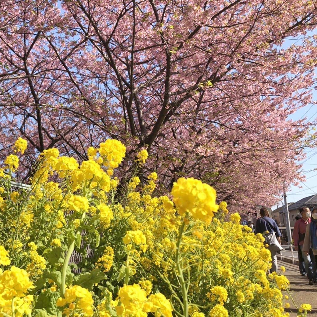 【公式】オーシャンリゾートホテル マホロバ・マインズ三浦さんのインスタグラム写真 - (【公式】オーシャンリゾートホテル マホロバ・マインズ三浦Instagram)「. 河津桜が美しいのは もちろんですが、 菜の花も鮮やかな黄色が 春らしくてとっても綺麗✨  三浦海岸の河津桜は 一部少し葉が出てきていますが まだお花見を楽しめますよ🌸  #桜まつり #kawazuzakura #河津桜 #桜 #お花見 #さくら #河津桜🌸 #桜が好き #開花状況 #花のある風景 #桜が好きな人と繋がりたい #gotoトラベル #花の写真館 #桜満開 #sakura #小松ヶ池 #京急線の旅 #みさきまぐろきっぷ #花の写真 #京急線 #桜の季節 #神奈川観光 #京急 #三浦 #マホロバ #三浦半島 #maholovaminds #マホロバマインズ #三浦海岸 #マホロバマインズ三浦」2月26日 12時00分 - maholova_minds_miura