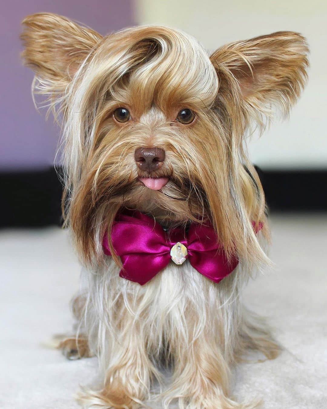 People Magazineさんのインスタグラム写真 - (People MagazineInstagram)「Teddy is one fashionable pup! 💕 The Yorkshire terrier is making waves with his distinct Elvis-Presley-style hairdos and impressive 200 outift wardrobe. 🐶 "Ever since he was a puppy his hair had a life of its own," says owner Adriana Kollar. Tap the bio link for all the sweet details! |📷: Caters News」2月26日 12時03分 - people