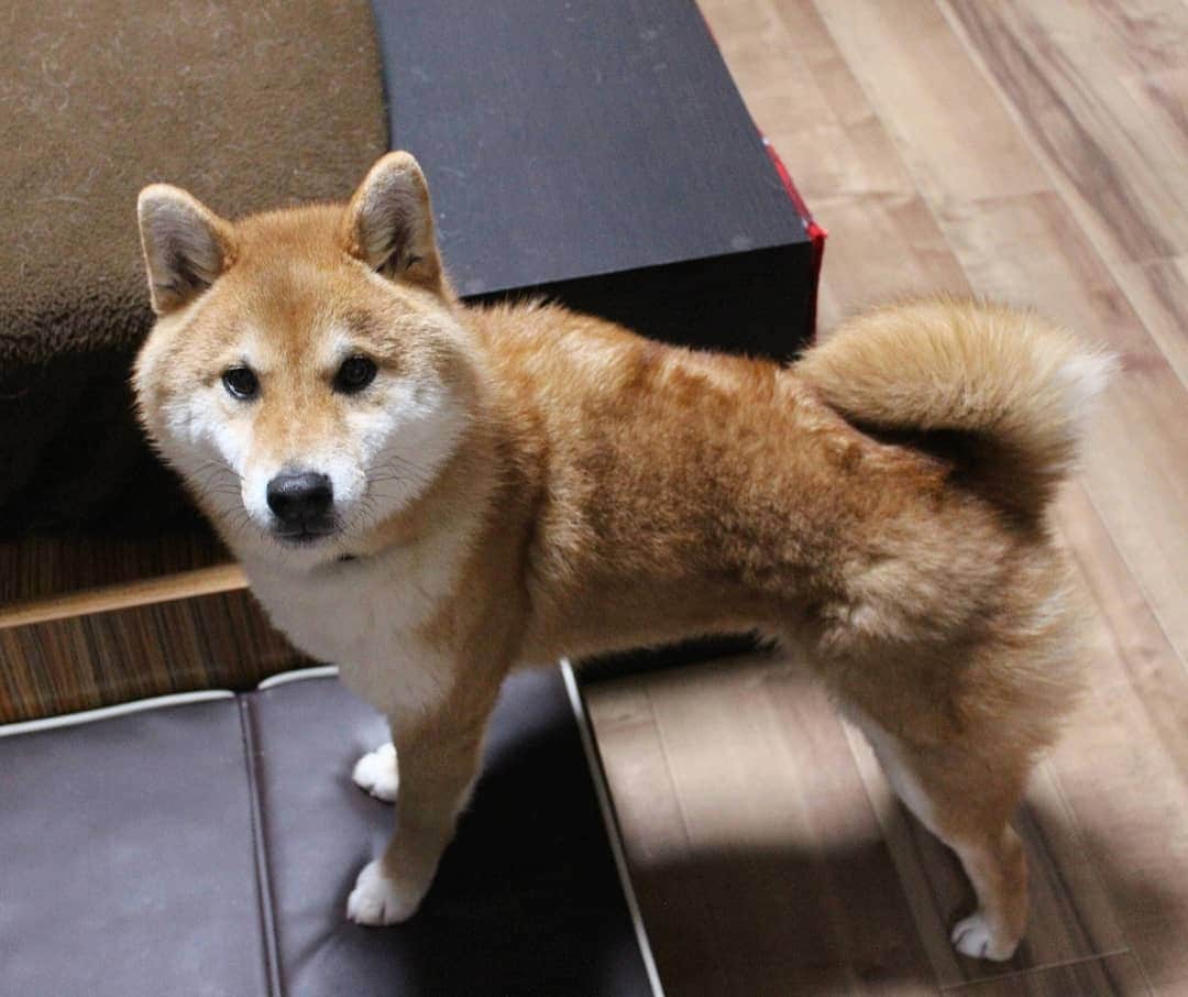 柴犬たま Shibainu Tamaのインスタグラム：「おしゅしで一番ウインク率高し😉✨  Caption trans🇬🇧﻿﻿ Toro is the most frequent winker among the Sushi brothers😉✨  #たま家族 #柴犬トロ #wink #ウインク #ウィンク #ふわもこ #かなりひし形 #柴犬 #shiba #shibainu #shibastagram #犬 #dog」