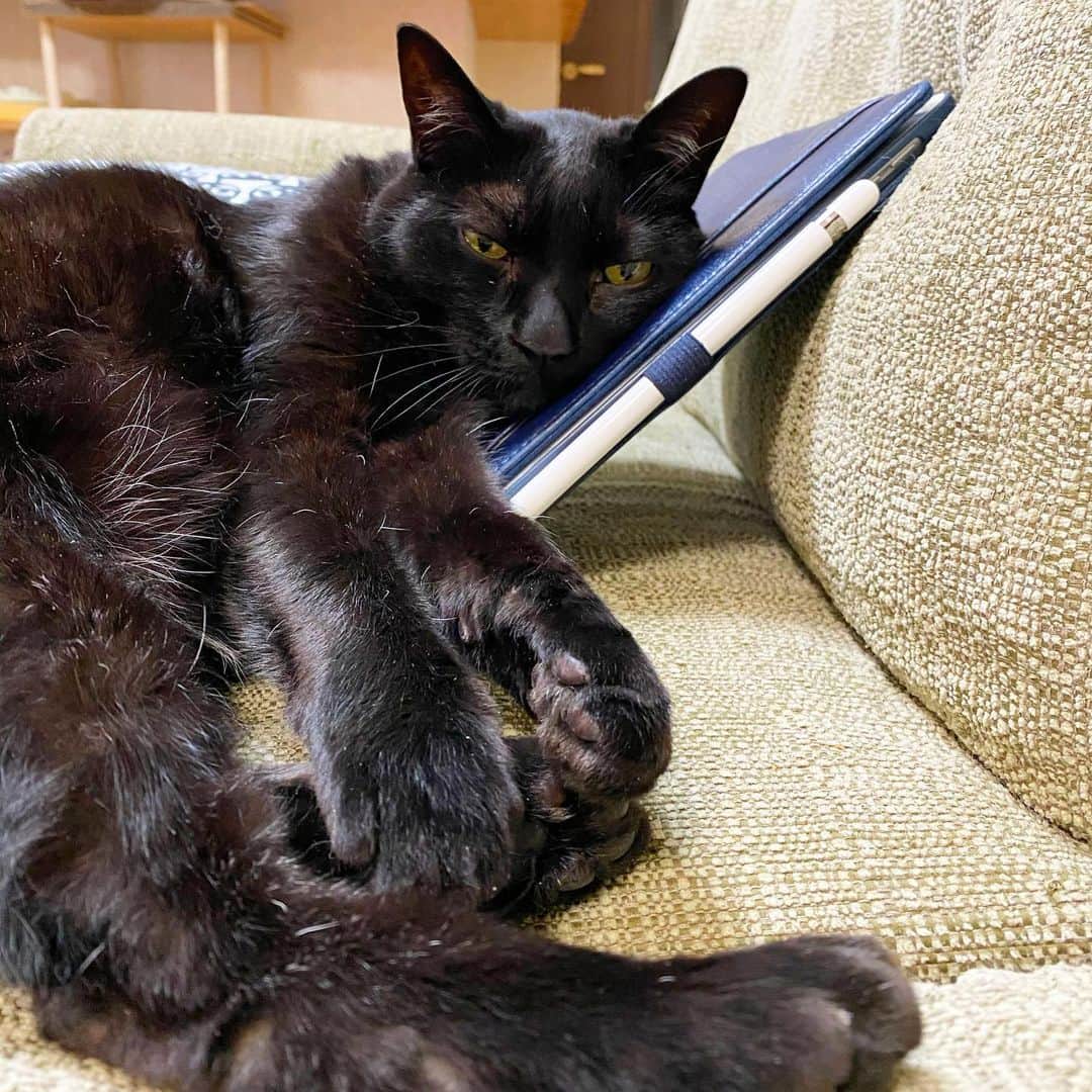nemuru_catのインスタグラム：「#ベム#眠る夫  iPadをマクラにするベムつん💤 猫様はソファー人間は床😸 * #ねこ部#cat#cats#neko#猫#catsofinstagram#bestmeow#catlover#ふわもこ部#黒猫」