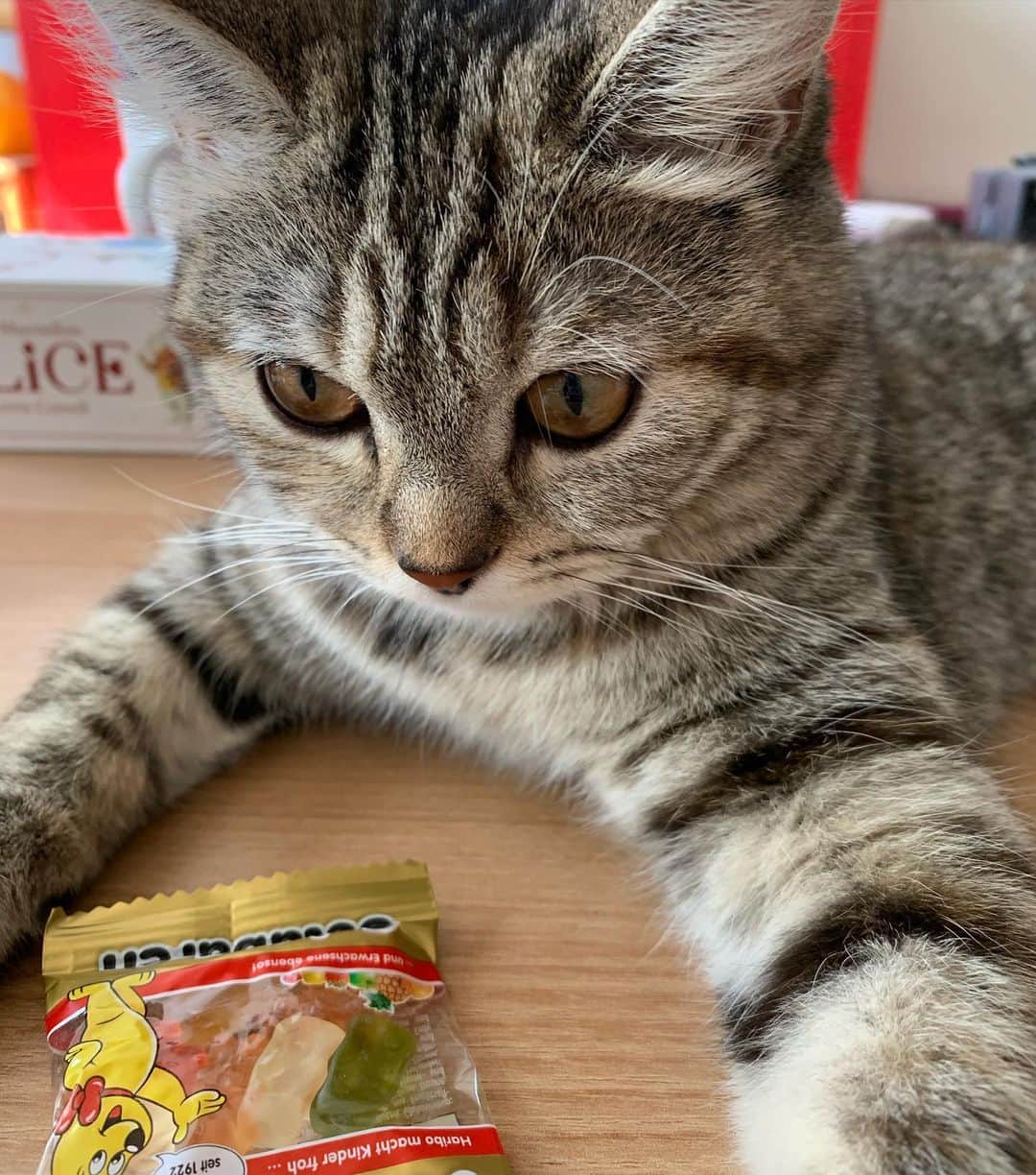 soy kimのインスタグラム：「우리 마고는 부암동 숏헤어  부숏」