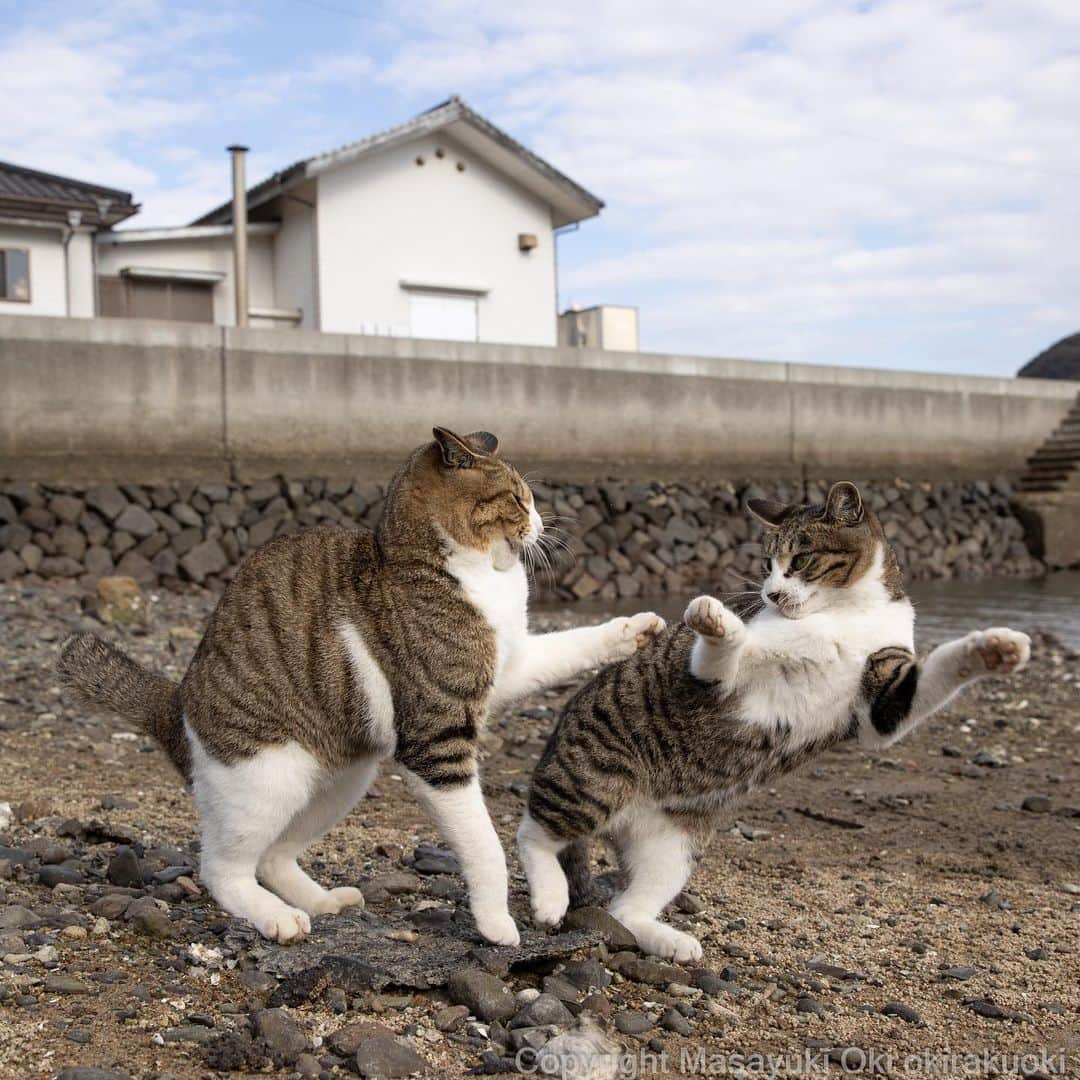 Masayukiさんのインスタグラム写真 - (MasayukiInstagram)「ふざけあう。」2月26日 12時48分 - okirakuoki