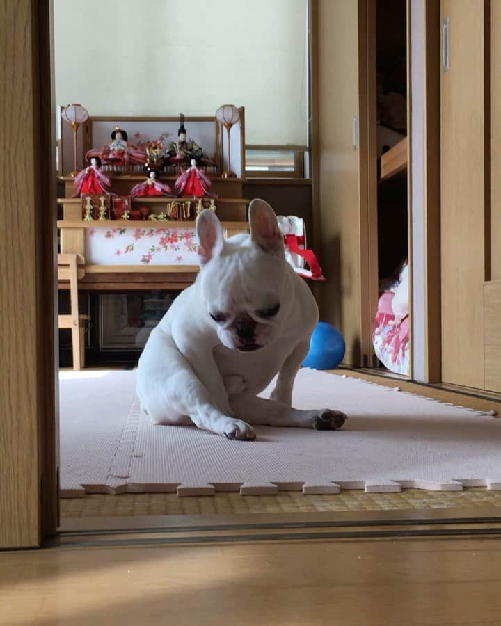 ちえぶぅたのインスタグラム：「こねるのはやめなさい！」