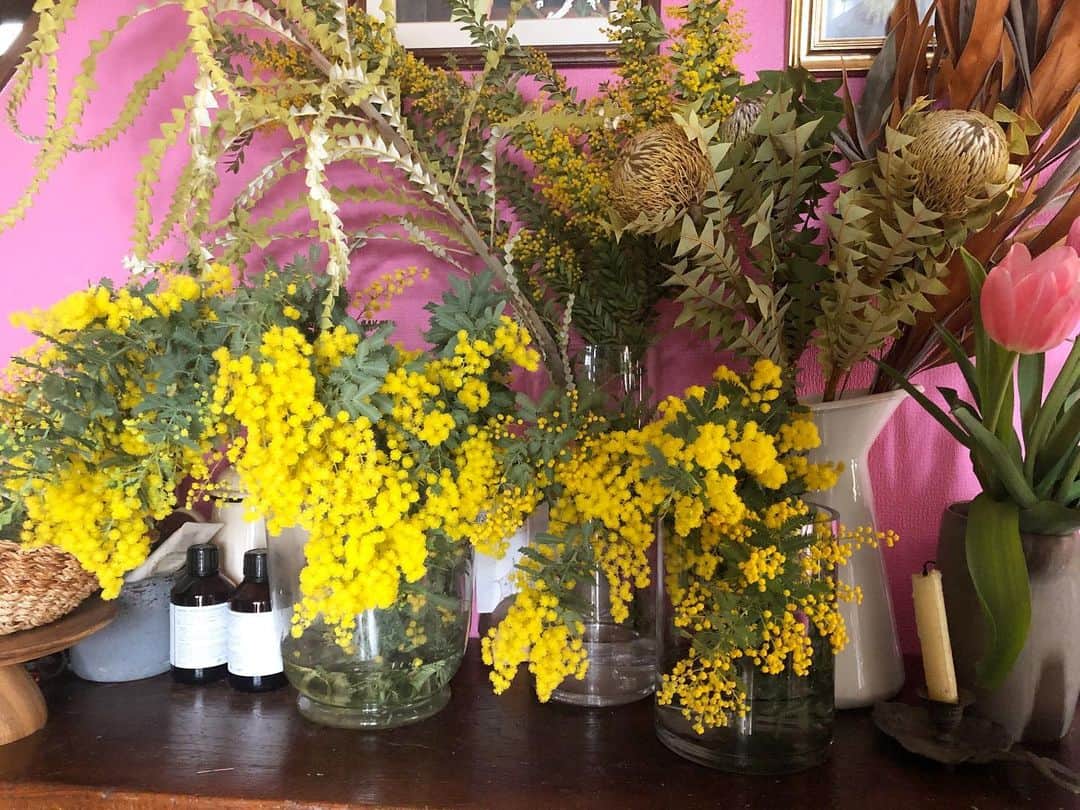 黄川田としえさんのインスタグラム写真 - (黄川田としえInstagram)「yellow×pink 💛💗💛💗💛💗💛💗💛  #mimosa  #tulips #totto__life  #バラガンピンク#ルイスバラガン #luisbarragan #ミモザ#春よ来い #spring」2月26日 13時05分 - tottokikawada