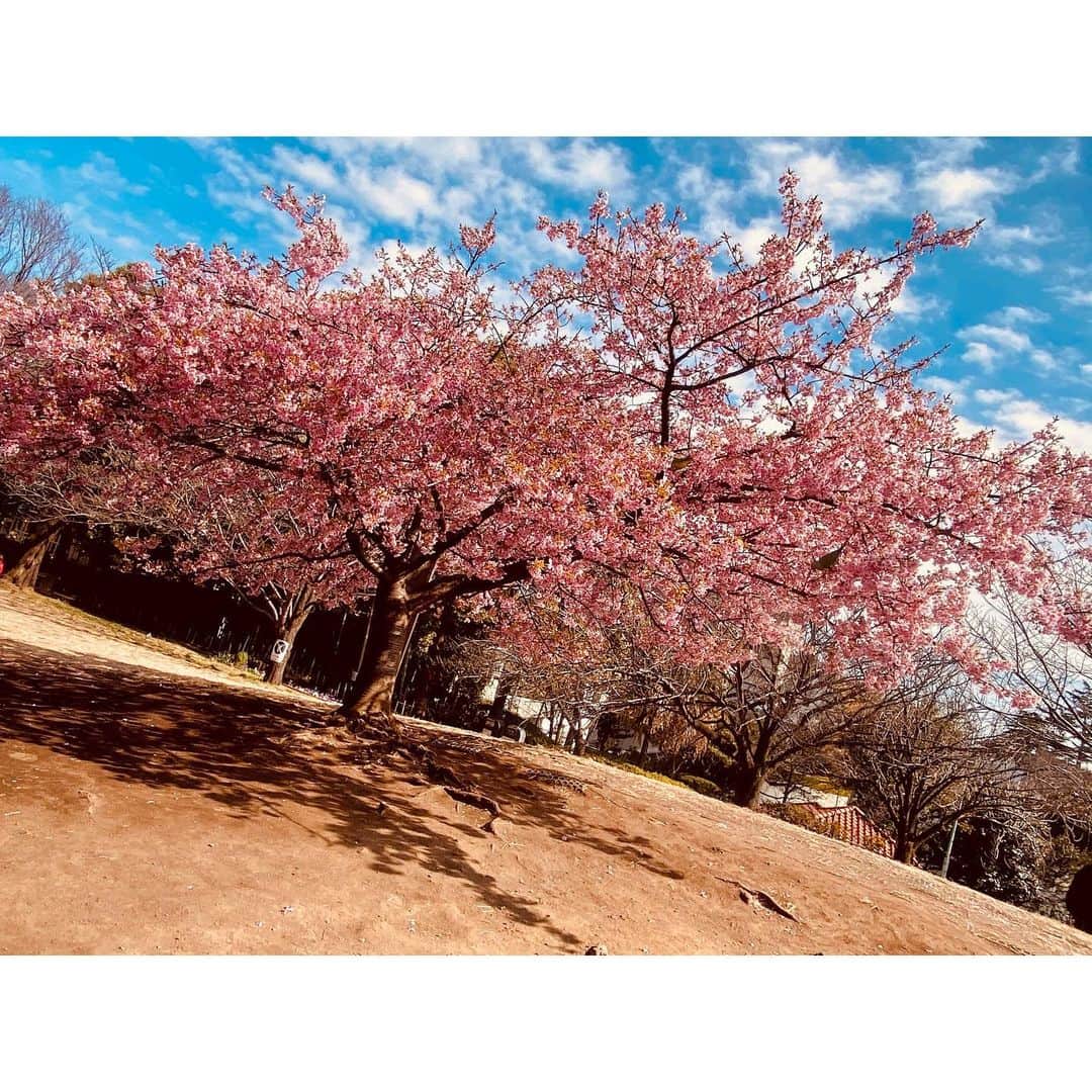 鈴木紗理奈さんのインスタグラム写真 - (鈴木紗理奈Instagram)「昨日の散歩にて、 東京は桜がもう咲いてた。 みんなのところはどう？  photo by Rioto  #riototomama」2月26日 13時21分 - munehirovoice