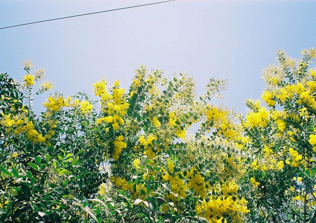 村上瑠美奈さんのインスタグラム写真 - (村上瑠美奈Instagram)「. 🌼✨  #るみなカメラ#natura  #フィルムカメラ#filmphotography #カメラ女子」2月26日 13時23分 - ruminamurakami