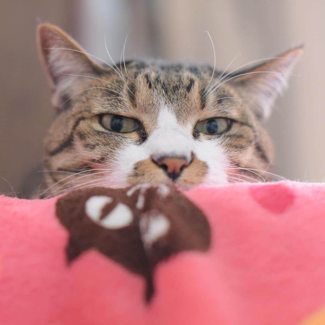 meekooのインスタグラム：「今日は陽射しがないから寒いね🥶 #眠れにゃいじゃないかー」