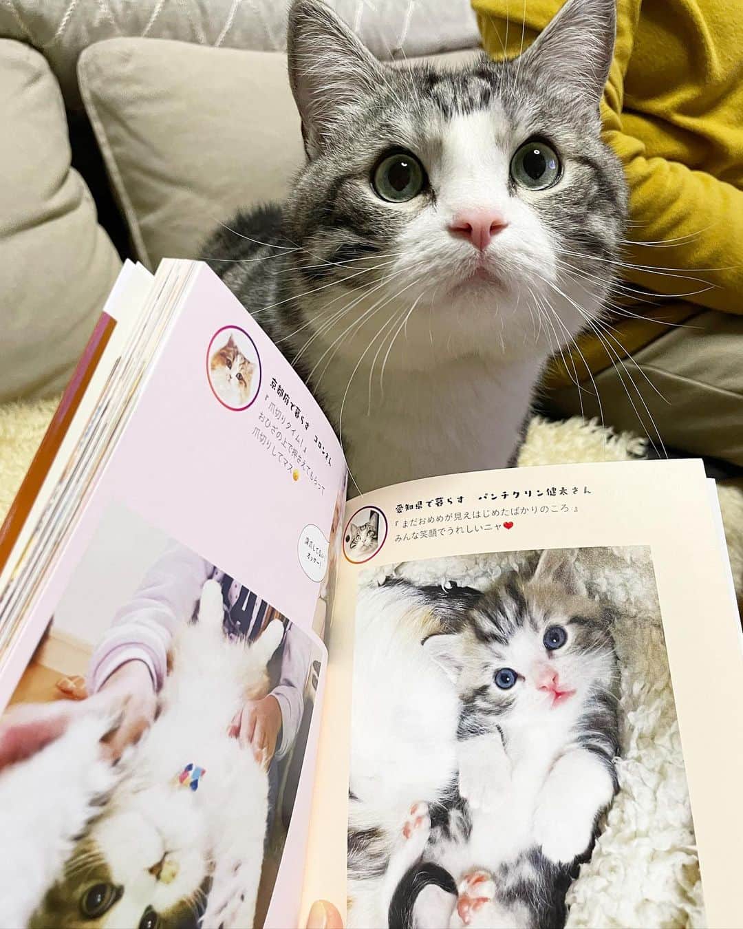 kamunaさんのインスタグラム写真 - (kamunaInstagram)「知らなかったにゃ。  パンちゃんがへそ天にゃんこに載ってる❣️って @mozuku0924 さんが本を送ってくれました！ パンちゃんともずくさんはお袖の柄が違うだけでそっくりなんです❤️❤️❤️ 書店で見かけたら手に取ってみて〜  #cat #catsofInstagram #ねこ #munchkin #パンチクリン健太 #多頭飼い #マンチカン #猫のいる生活 #猫好きさんとつながりたい #pecotv #cat#scottishfold #munchkin #多頭飼い#catsofinstagram #猫好きさんとつながりたい  #猫好き #スコティッシュフォールド#マンチカン短足 #catofweek #kedilerin_sevimli_halleri #kitties #bestmeow #for.every.catA #hachiwarebroモデル #ペットとずっと #catloversclub #thedailykitten #meowed」2月26日 13時40分 - tansoku_love
