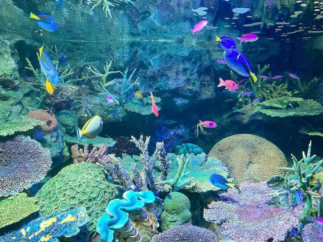 相馬絵美のインスタグラム：「昨日2月25日の22:13に魚座が金星に入りました♓️  金星は愛、美しさ、楽しみの星。  それが幻想的で癒しの魚座入りしたので、ロマンティックでキュンキュンするような恋愛が楽しめそうです🤍  イメージでいうと写真のような魚座月間🌈 水星座の蟹・蠍・魚座さんは特に楽しめるかも🦀🦂🐠✨  この1ヶ月近くは幻想的な写真多めにアップしようかな。  雰囲気に流されやすいというところもあるので、特にお酒には注意🙅‍♀️  次の牡羊座に金星が入る3月21日の23:17までは、宇宙が与えてくれる壮大なショーだと思って、せっかくならトキメキも楽しんでくださいね🌟  #金星魚座入り #ラブロマンス #ロマンティック #恋愛 #幻想的 #星と遊ぶ #占星術」