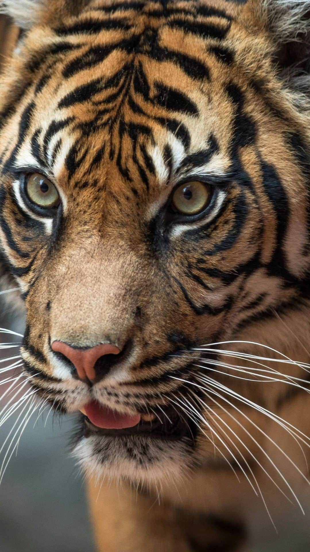 タロンガ動物園のインスタグラム