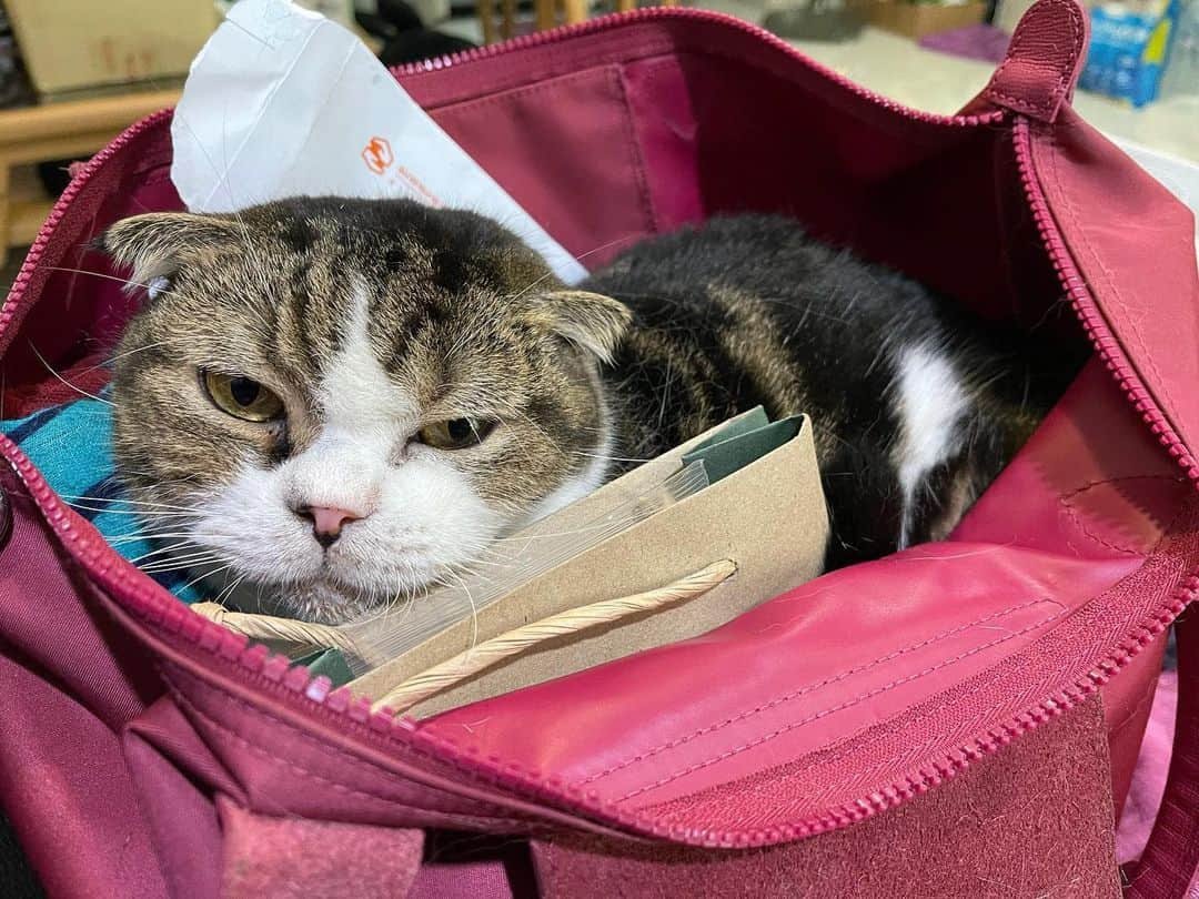 Som Siriのインスタグラム：「Fav sleeping spot #tiggerteamonlyyui #catsofinstagram #scottishfold」