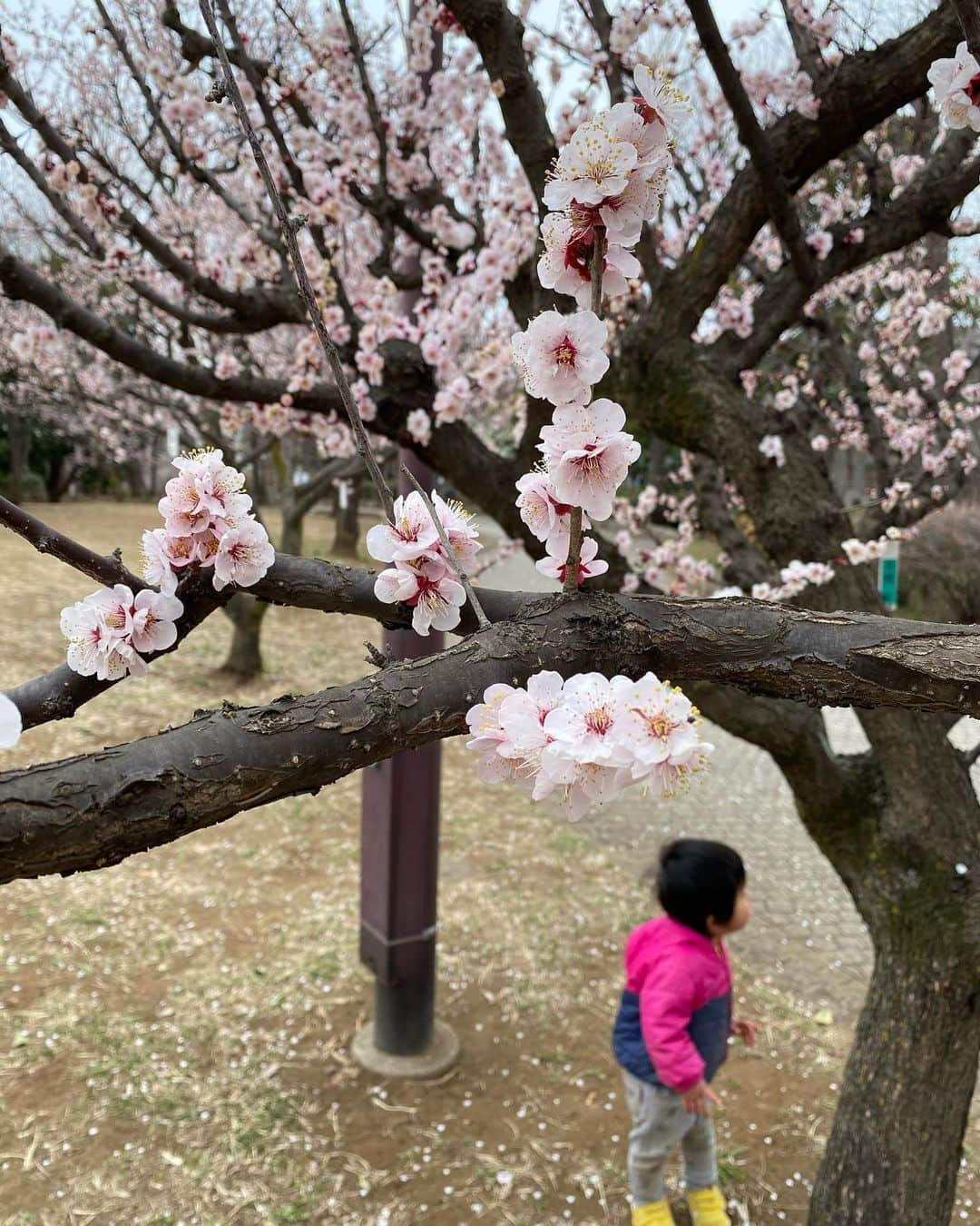 石榑亜紀子のインスタグラム：「冷たいくもり空の下☁️ 世田谷区にある羽根木公園でお散歩👟  昨日の強風で落ちてしまったお花を拾って うれしそうでした☺️  梅大福を初めて食べたら… 大人なお味で美味でした！  明日は更に寒くなりそう… 土日もお花見は寒さ対策を。  #世田谷 #梅ヶ丘 #羽根木公園 #羽根木 #梅 #梅の花 #梅大福 #スイーツ #おやつ #空 #心の浄化 #空が好きな人と繋がりたい #sky #skylovers #instasky #setagaya #ランナー #ランニング部  #走る気象予報士 #アスリートフードマイスター2級 #1歳 #男の子ママ」