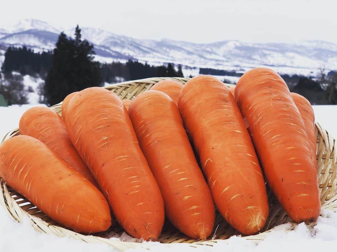 篠原信一さんのインスタグラム写真 - (篠原信一Instagram)「飯山のスノーキャロット❄️🥕 雪下から掘り出したスノーキャロットをにかぶりつくとカリポリっとした食感で甘くて美味い😋 #長野県 #飯山 #スノーキャロット #土曜はこれダネッ  #甘い」2月26日 14時47分 - s.shinohara_life