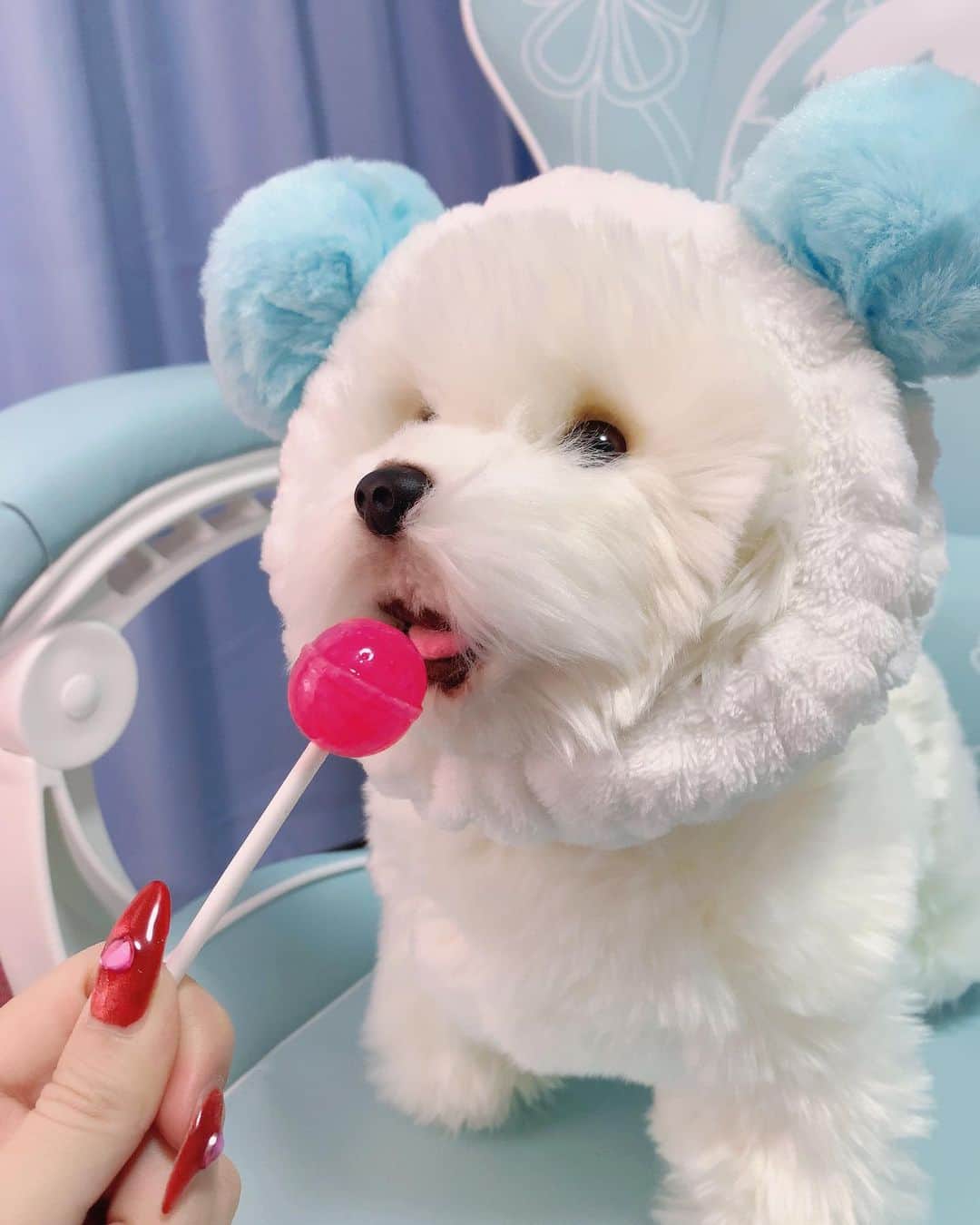 のインスタグラム：「フォーチュンにヘアバンドプレゼントしたよ🐾﻿ ﻿ ﻿ ﻿ #ビションフリーゼ #犬のいる暮らし #ペットのいる生活 #ペット動画 #もふもふ犬 #白犬」