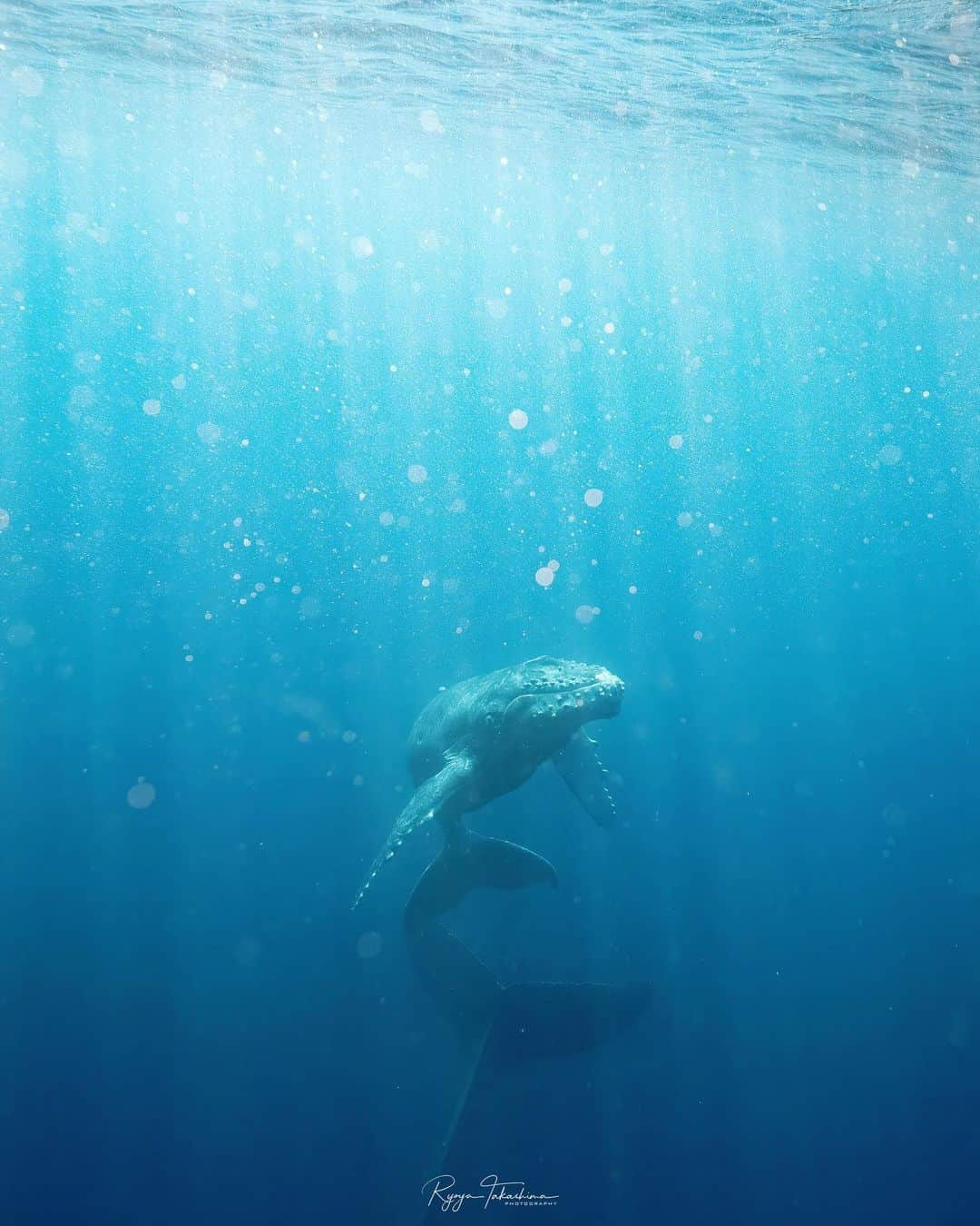 Ryoyaのインスタグラム：「This new born baby( I guess probably he’s only a few weeks old) got curious and was coming towards us🐋  Camera #A7SIII Lens #SEL1224GM Housing #nauticamhousings   24mm / f8.0 / ss1/800 / ISO2000 Edited with DeNoise AI by @topazlabs  Special thanks to... @dive_journey @seafox.underwaters  @pscdiving  @nauticamhousings  @alpha_newgeneration_bysony.jp   #humpbackwhale #whaleswim #skindiving #underwaterphotography #whale #okinawa #japan #alpha_newgeneration」